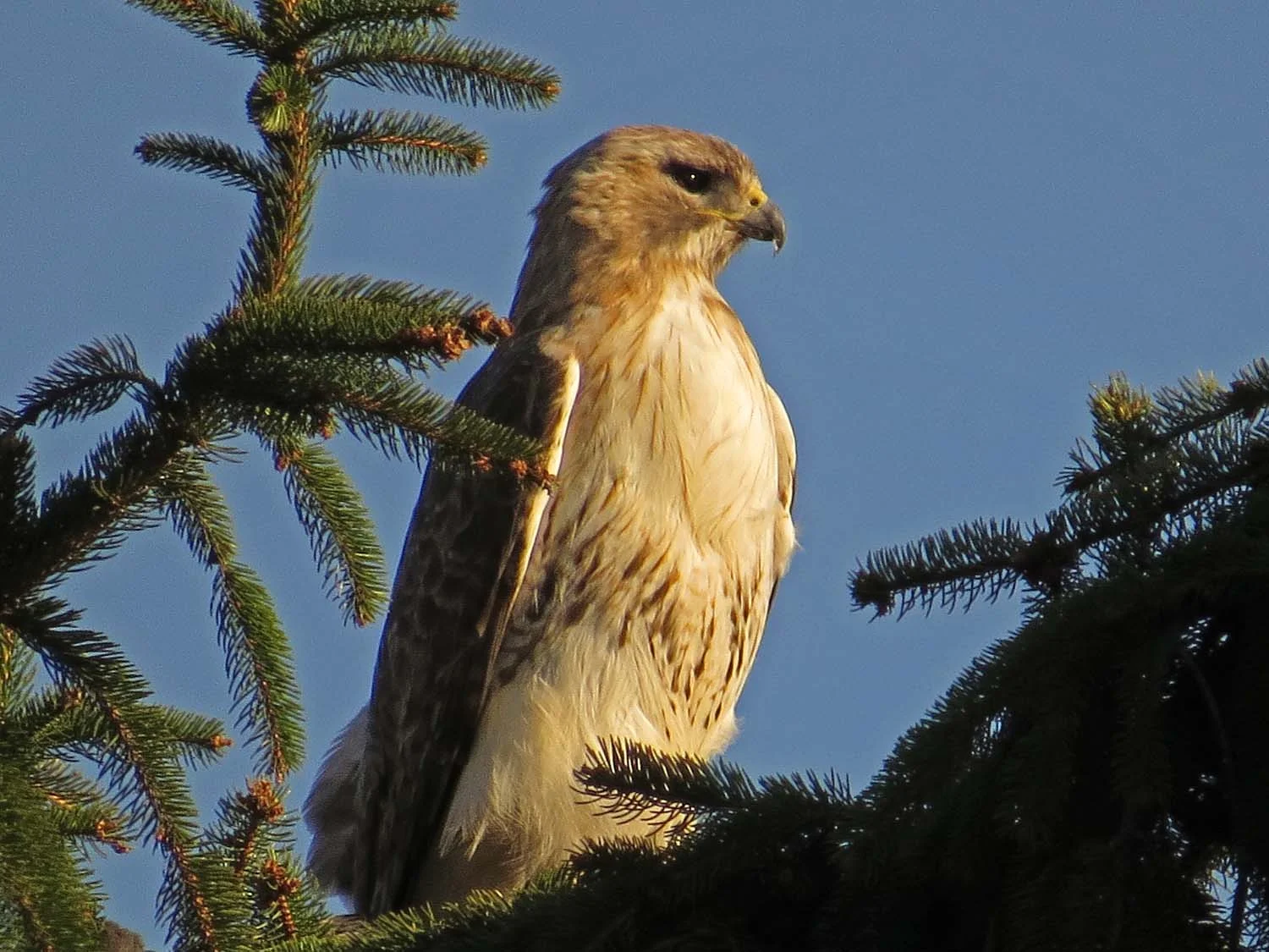 Pale Male on Cedar Hill, April 14