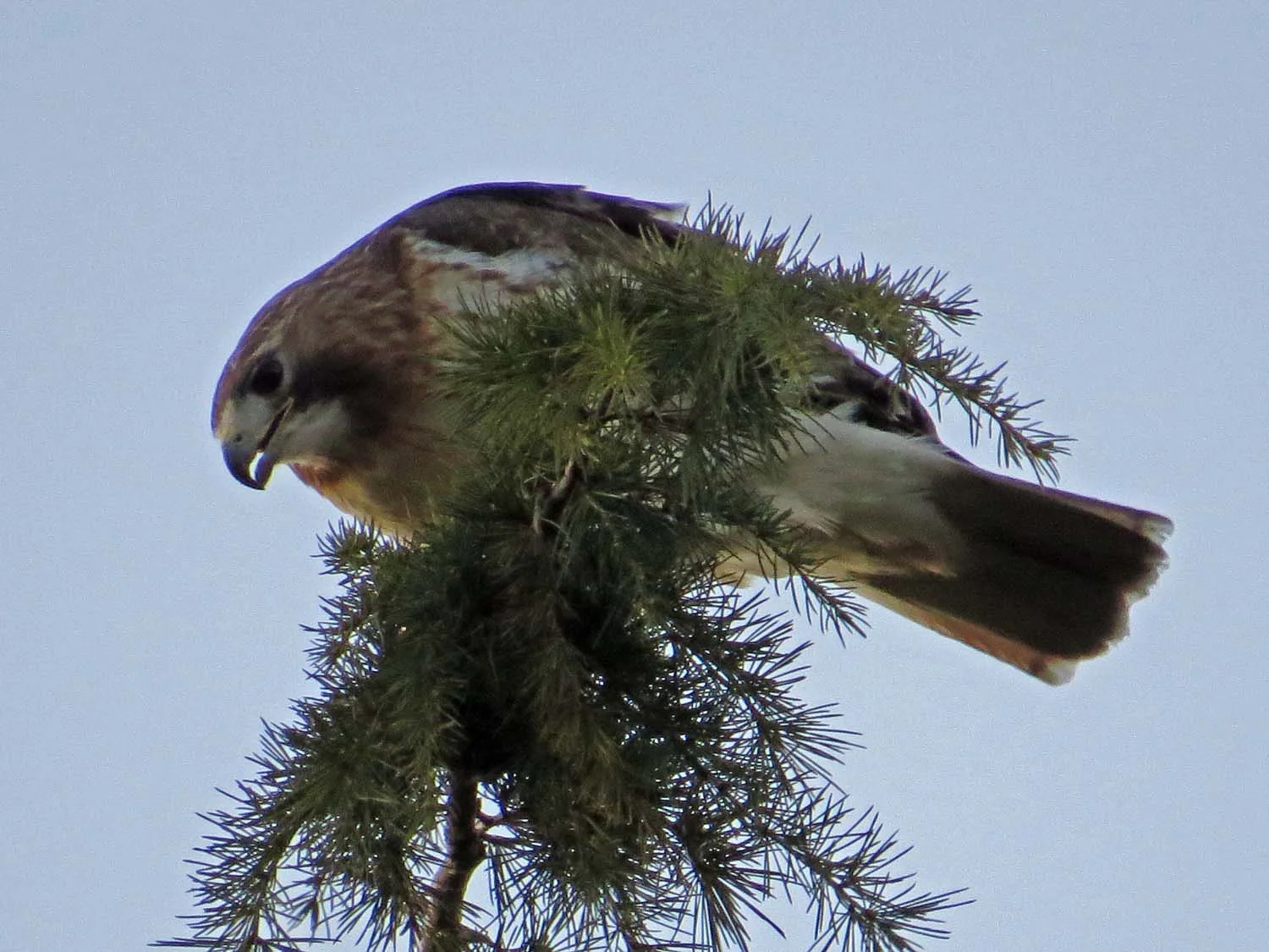 Octavia on Cedar Hill, April 14