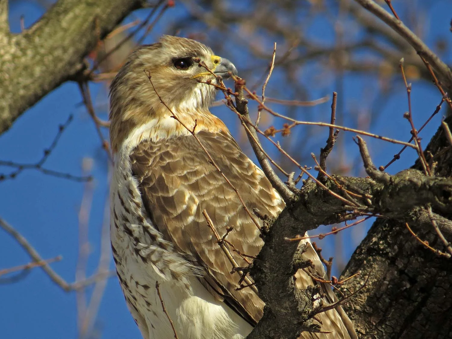 Pale Male, March 19
