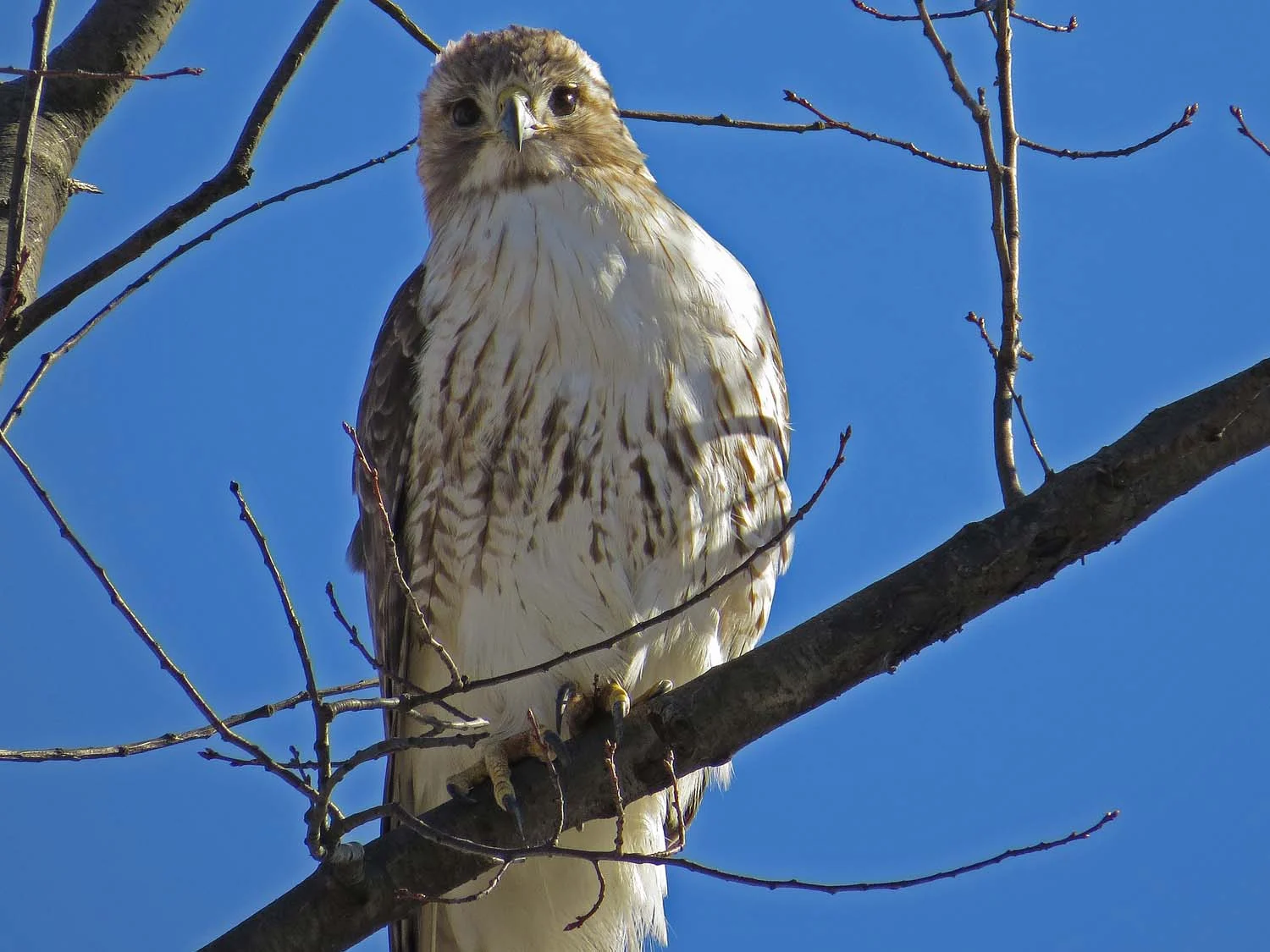Pale Male, the Ramble, March 19, 2017