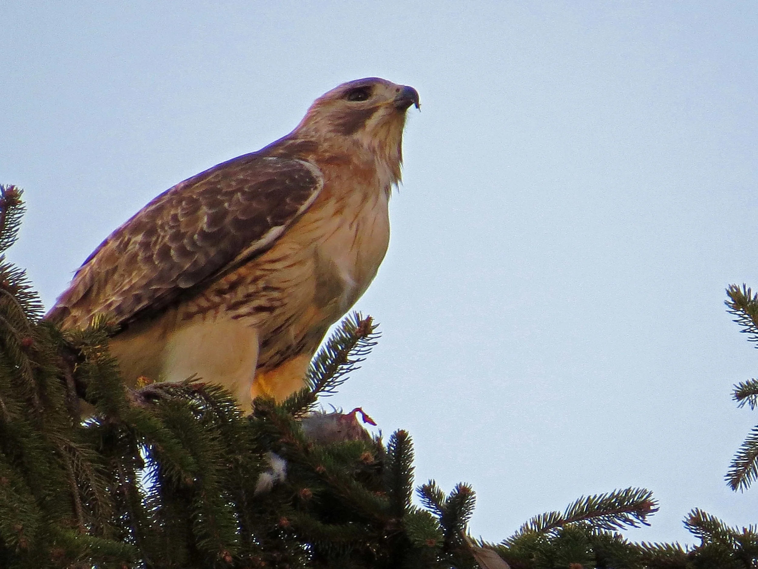 Pale Male on Cedar Hill, April 14, 2017