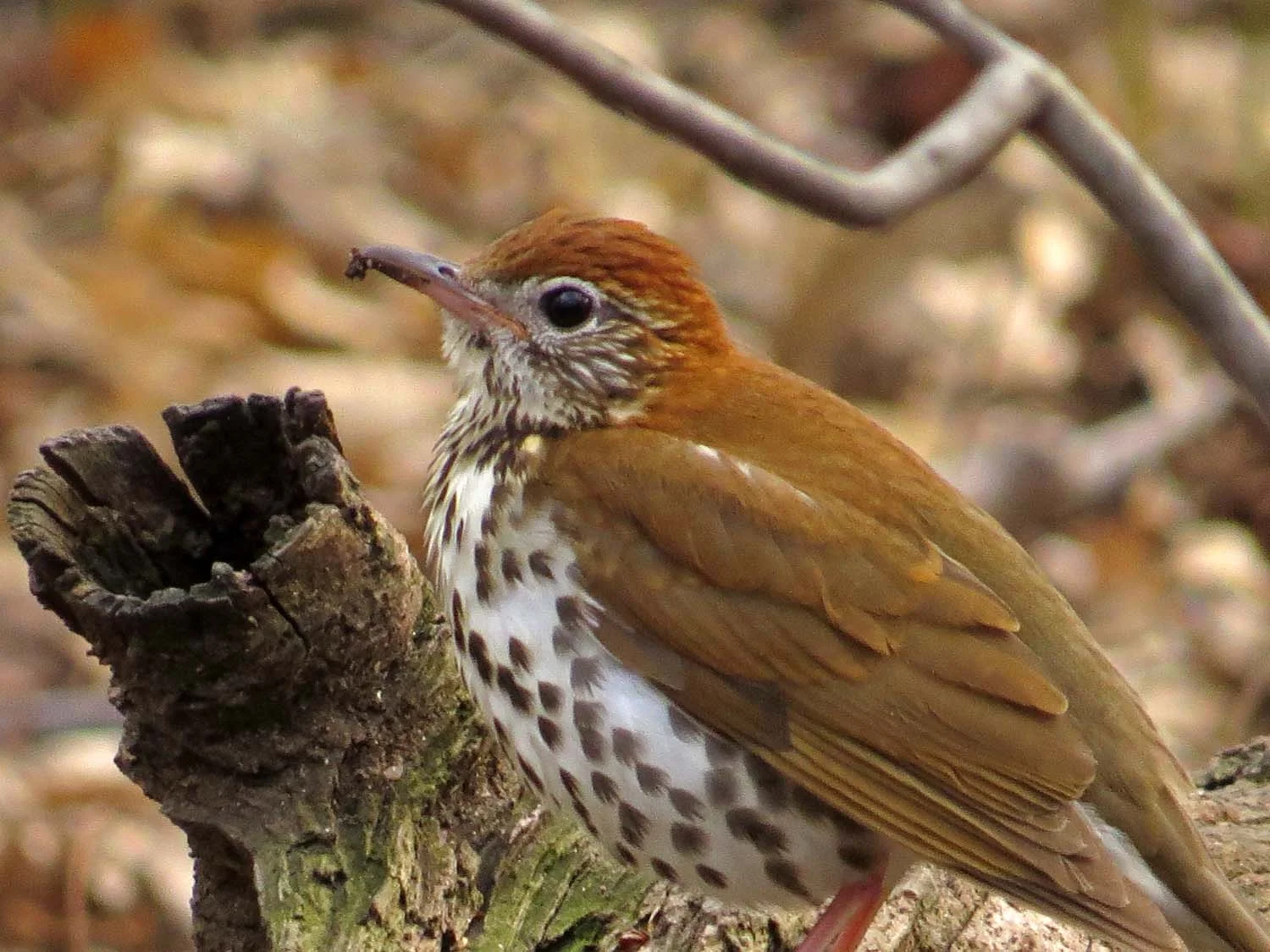 Wood thrush, the Ramble, April 23, 2017