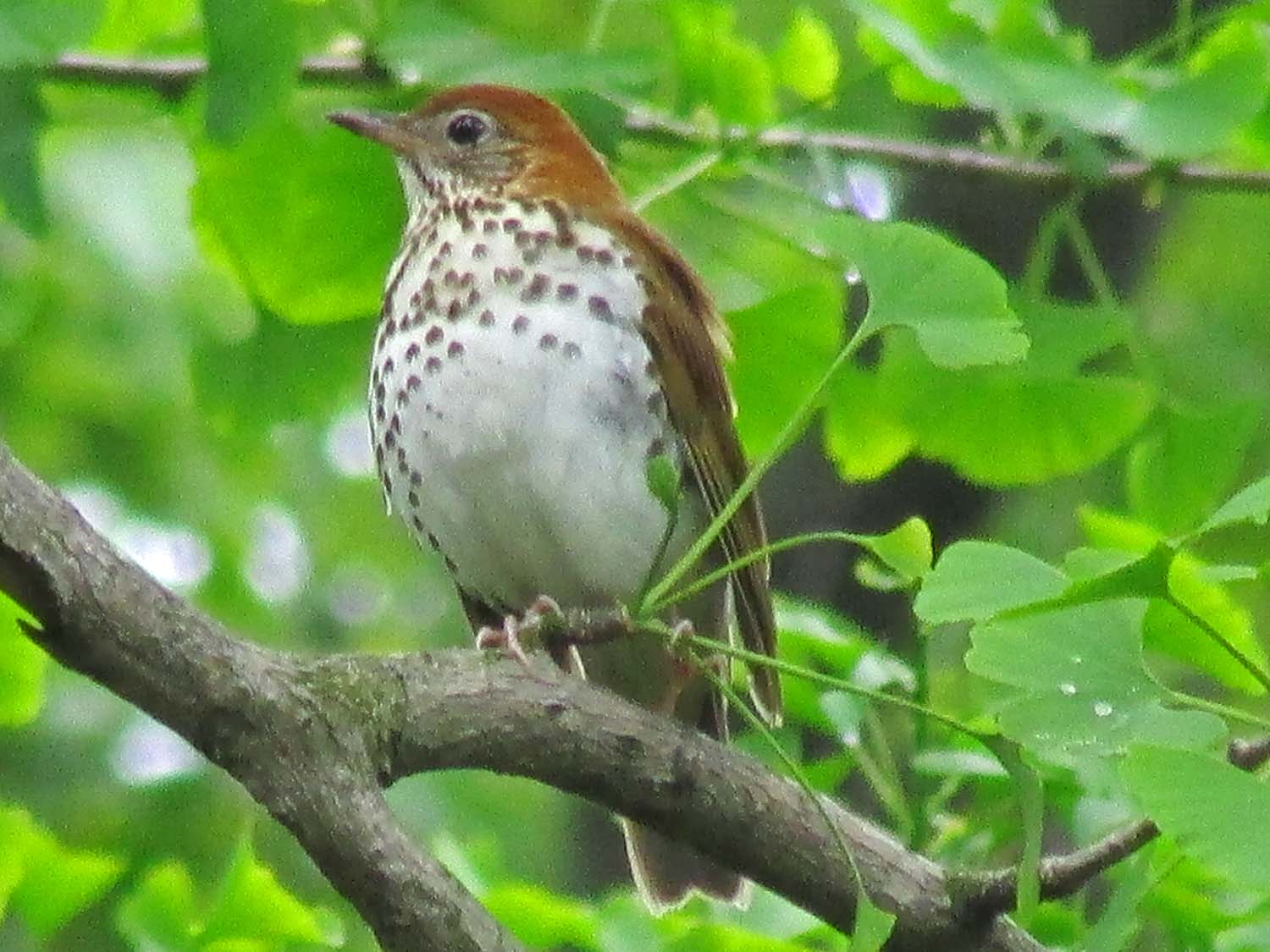 Wood Thrush 1500 5-11-2013 002P.jpg