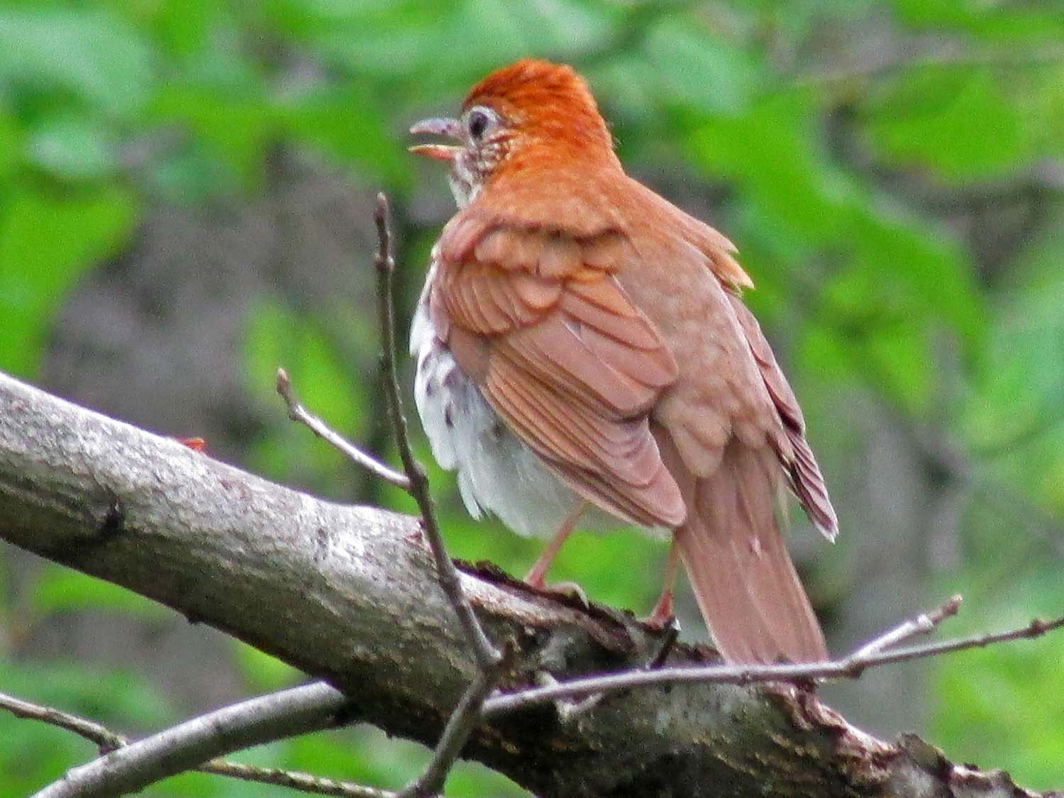 Wood Thrush 1500 5-11-2013 007P.jpg