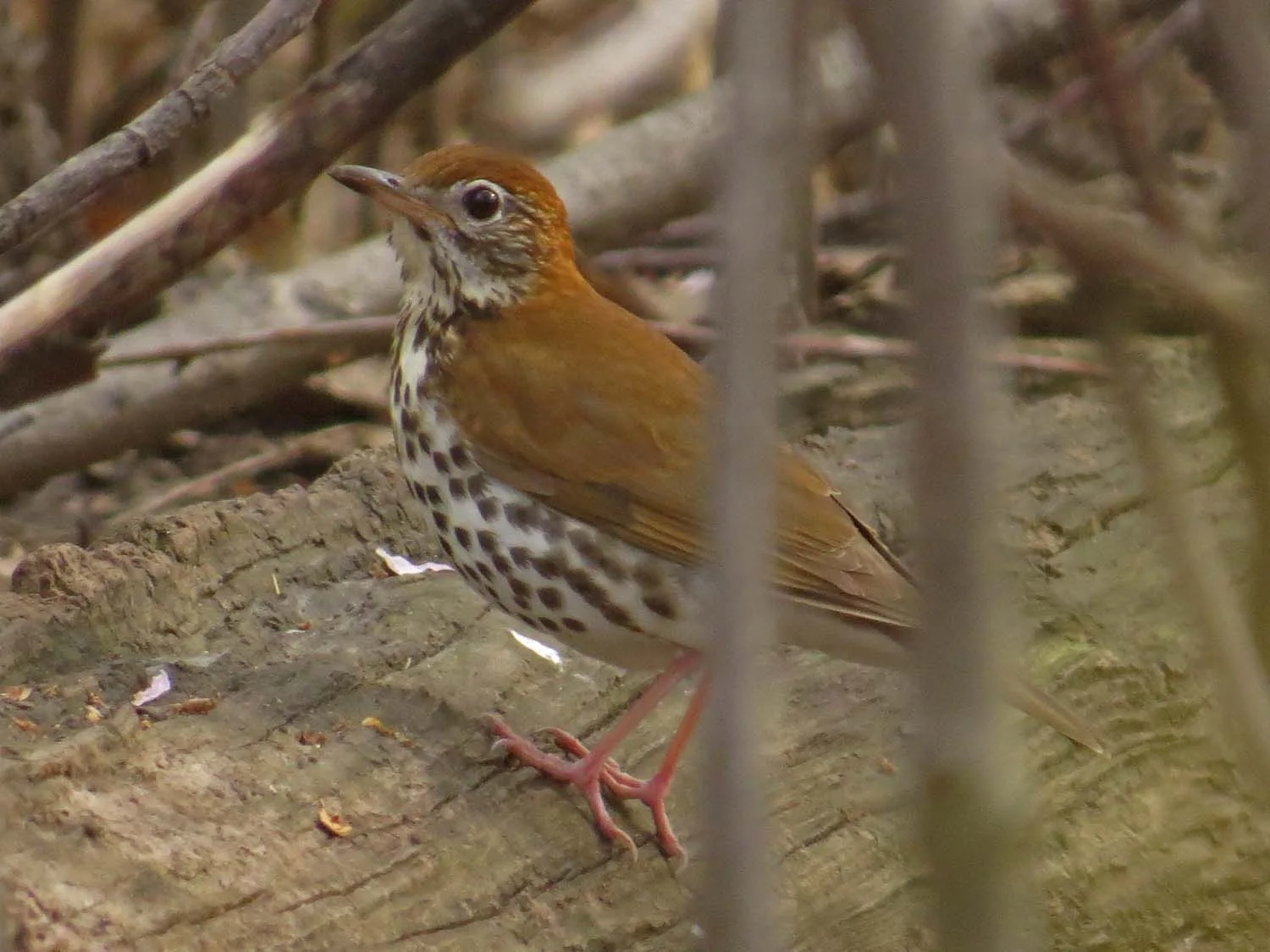 Wood thrush, the Ramble, April 23, 2017