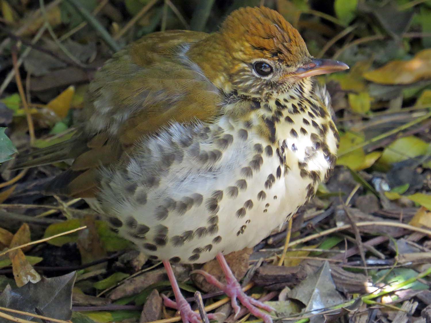 Wood Thrush 1500 11-14-2014 006P.jpg