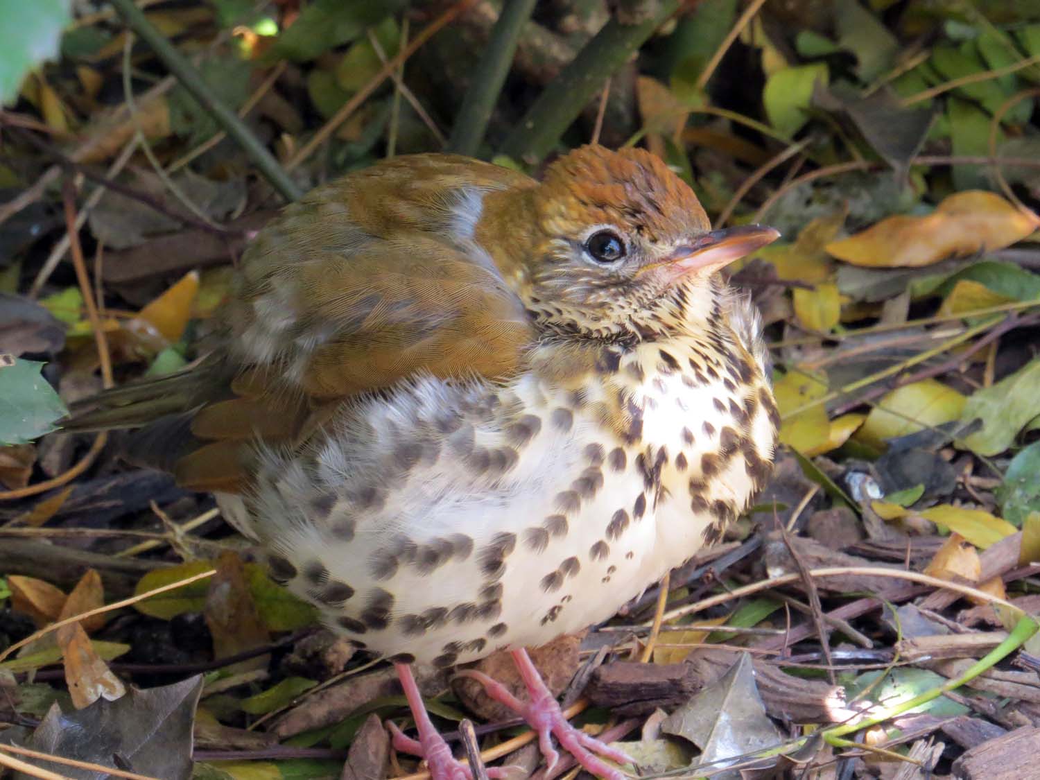 Wood Thrush 1500 11-14-2014 004PP.jpg