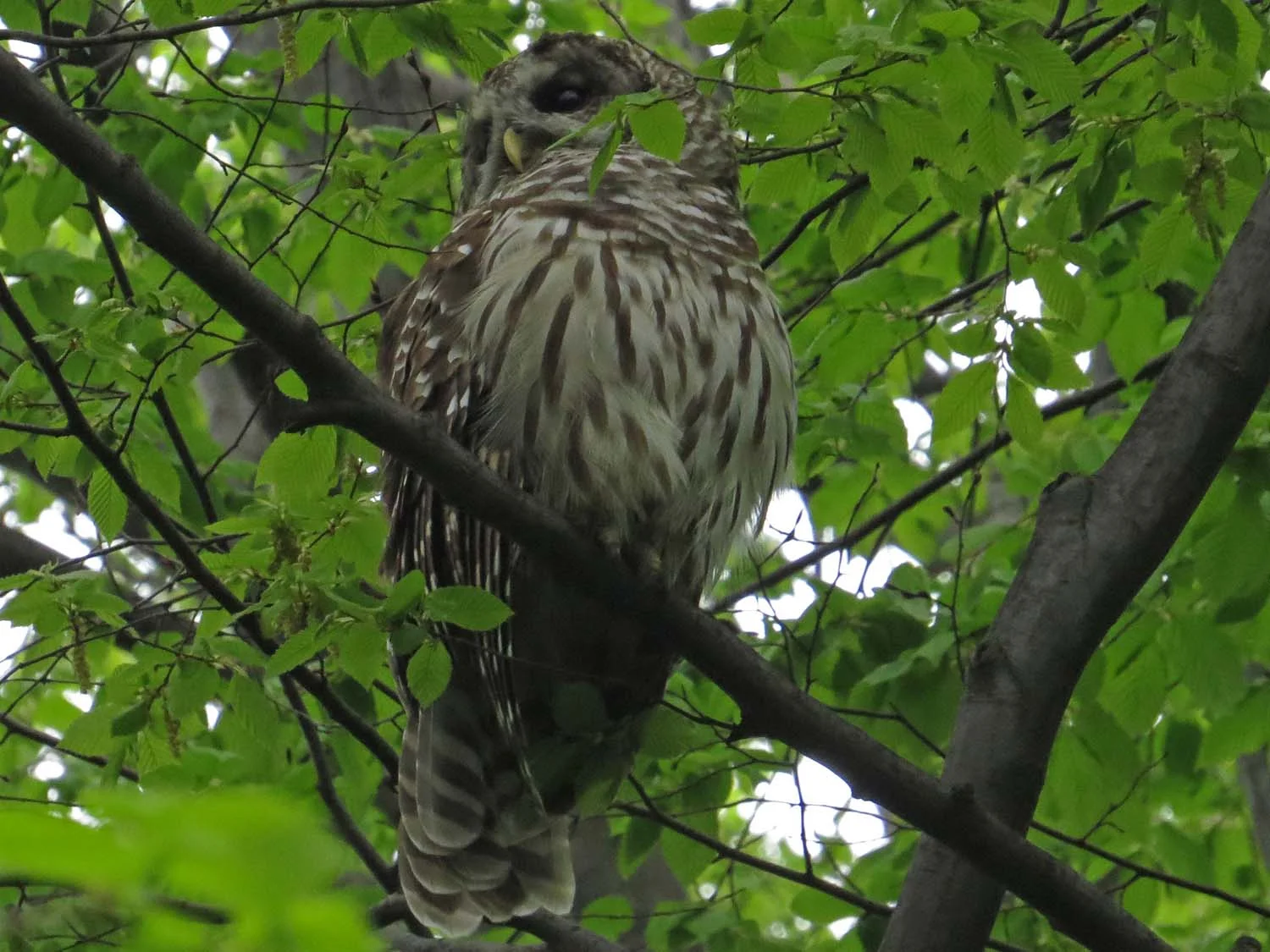 Shakespeare, a barred owl in the Ramble, April 26, 2017