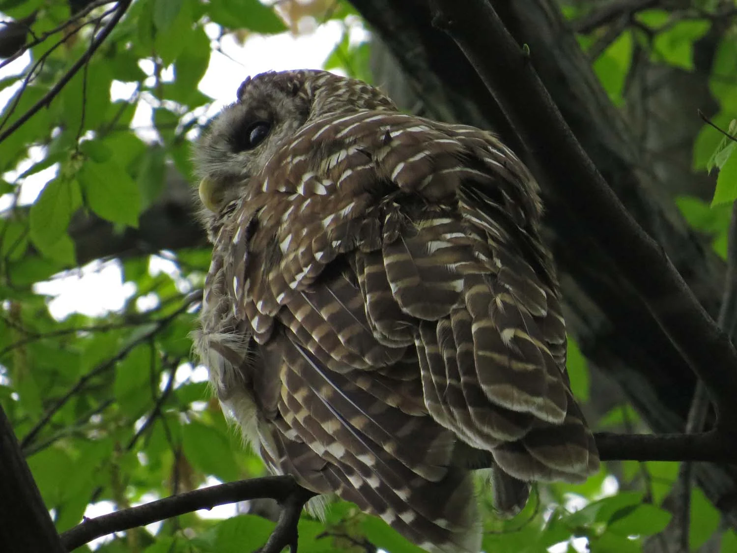 "They say the owl was a baker’s daughter." — Hamlet