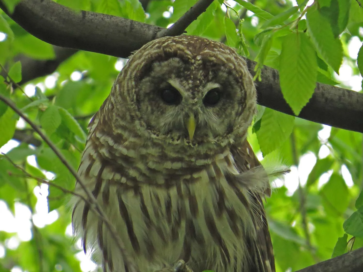 Shakespeare, a barred owl in the Ramble, April 26, 2017