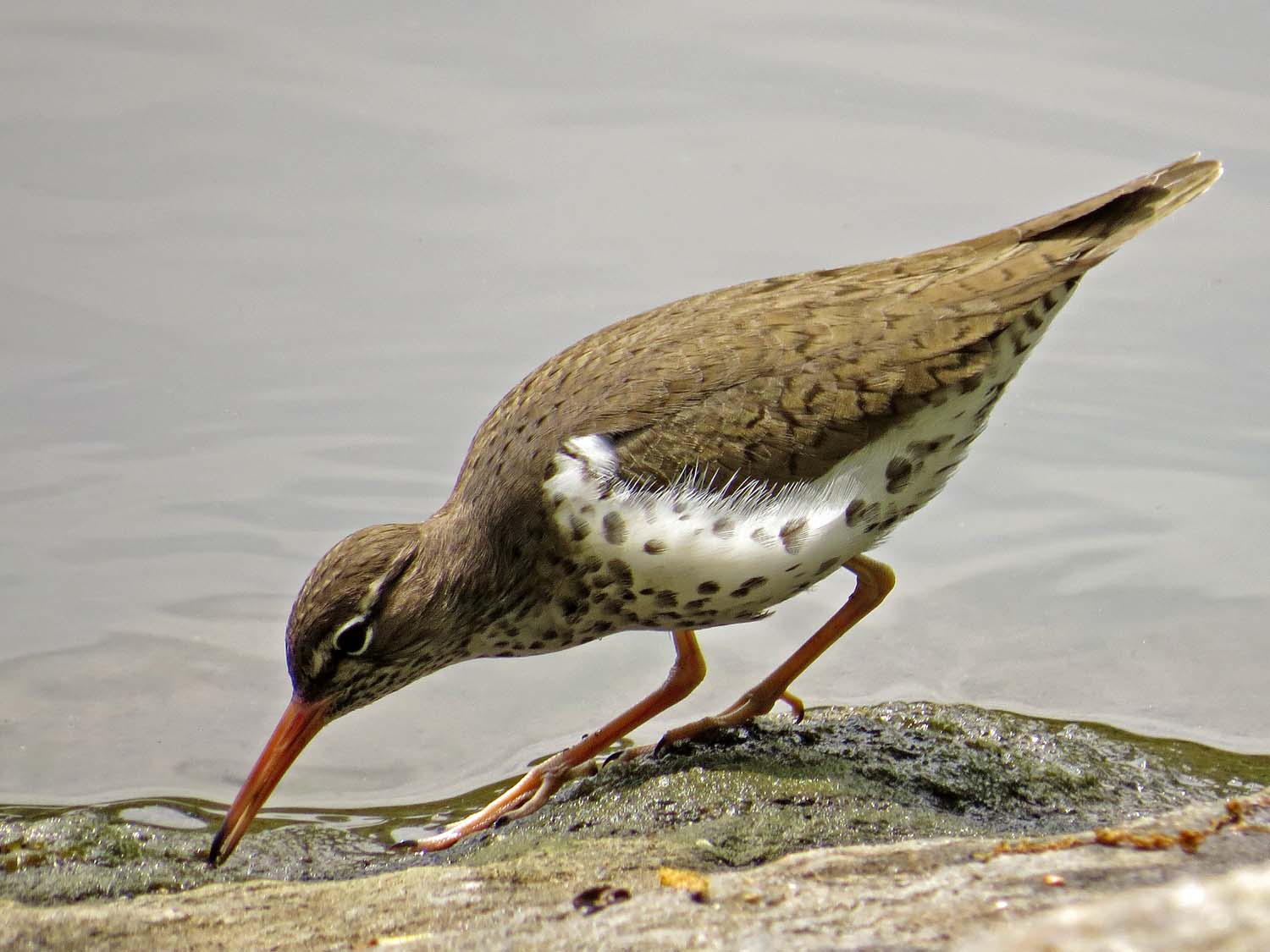 The Obsessive Sandpipers