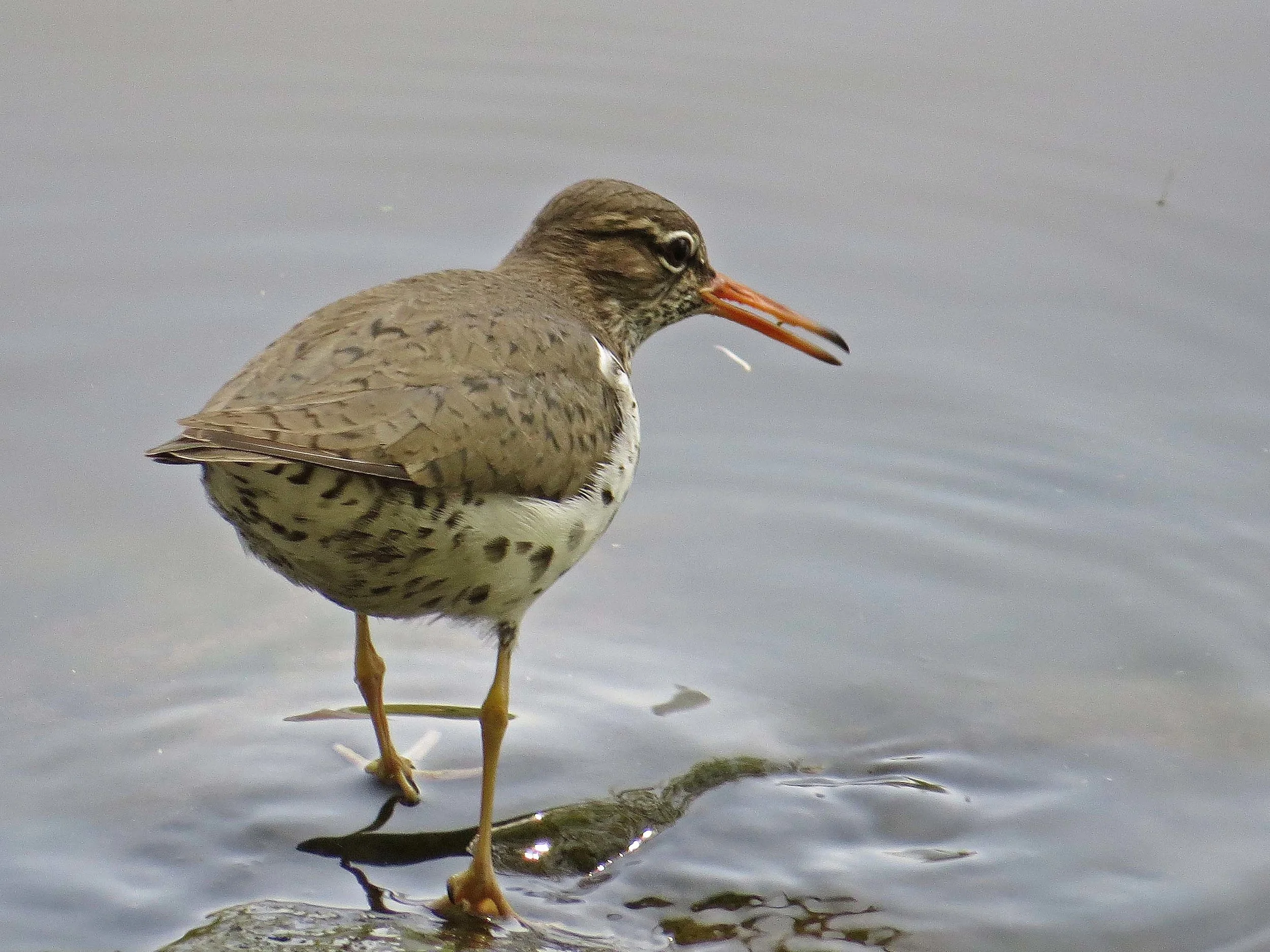 Spotted sandpiper on the shore of the Lake, Central Park, May 1, 2017