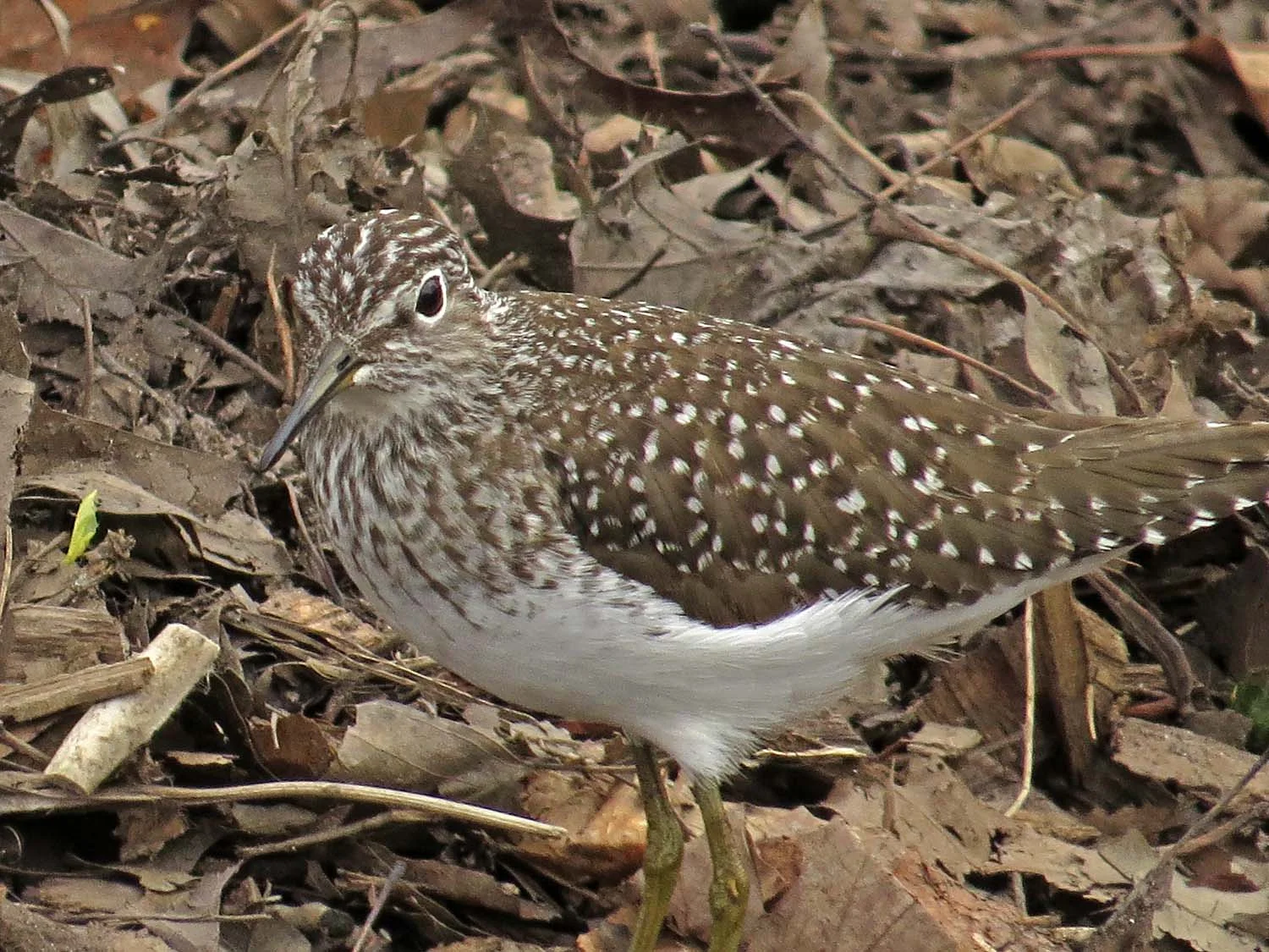Solitary sandpiper, near the compost heap in northern Central Park, April 27, 2017