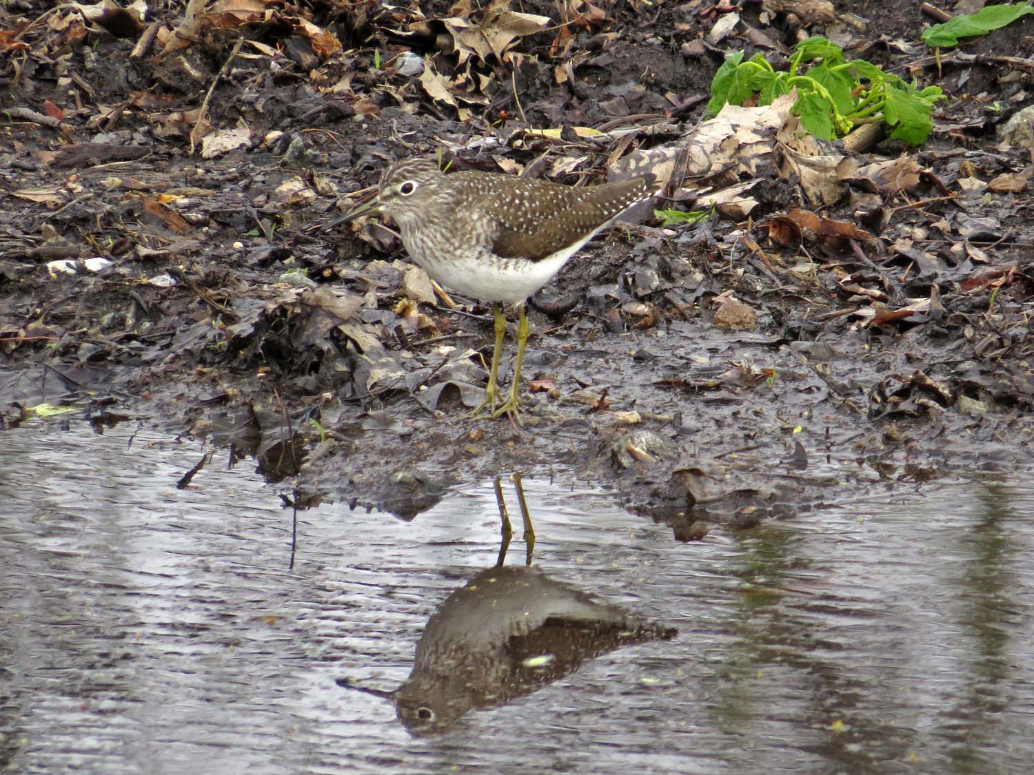 Solitary Sandpiper 1500 4-27-2017 078P.jpg