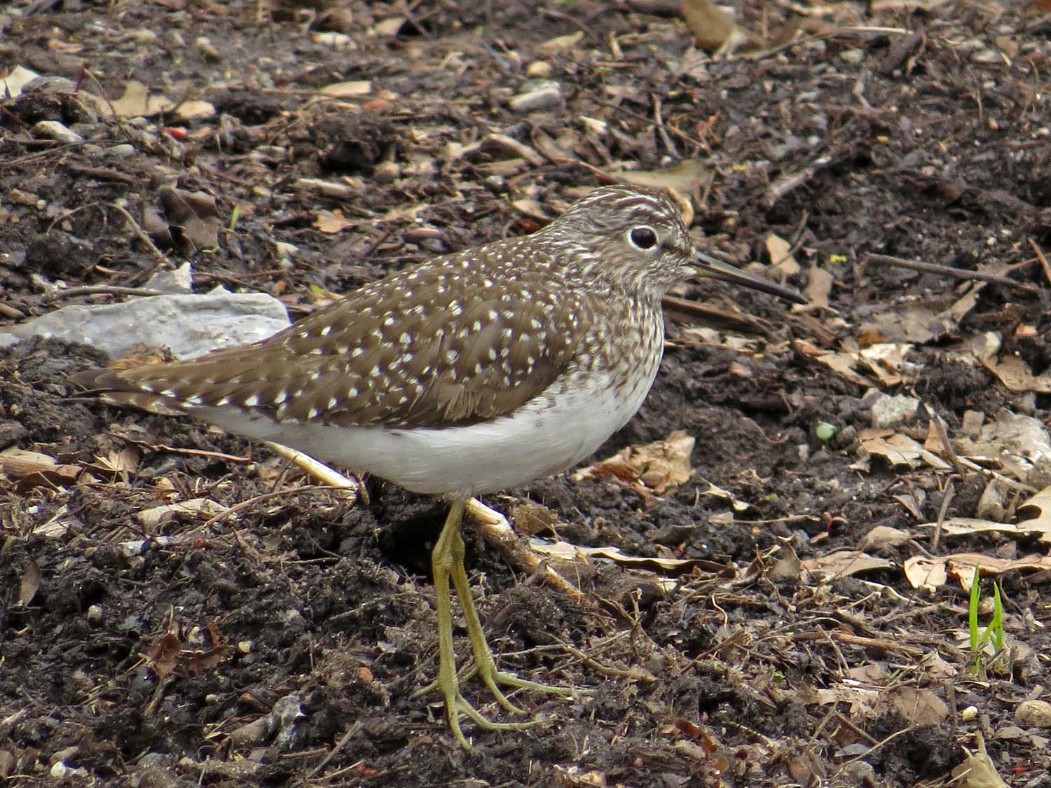 Solitary Sandpiper 1500 4-27-2017 114P.jpg