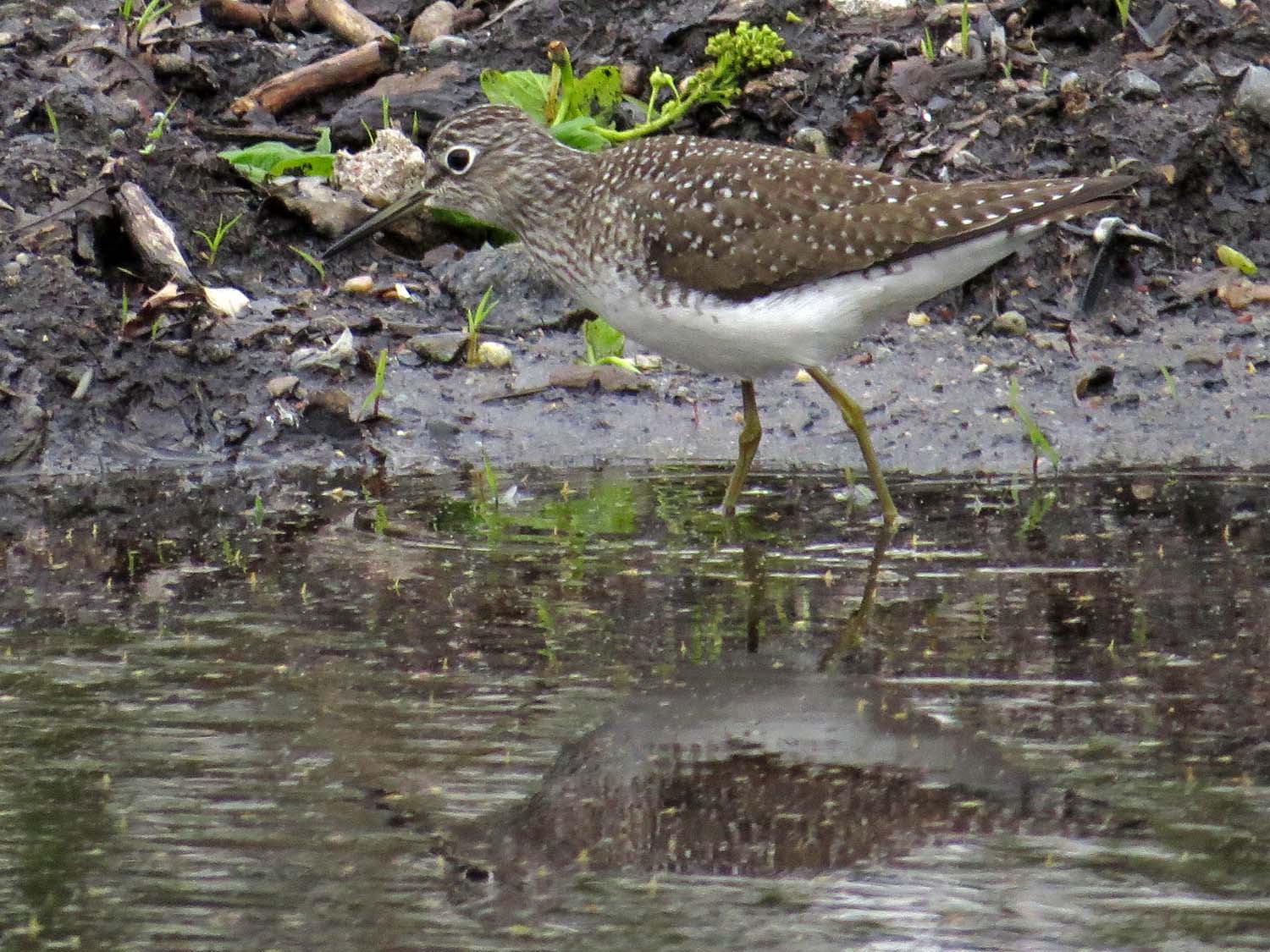 Solitary Sandpipers 1500 4-27-2017 133P.jpg