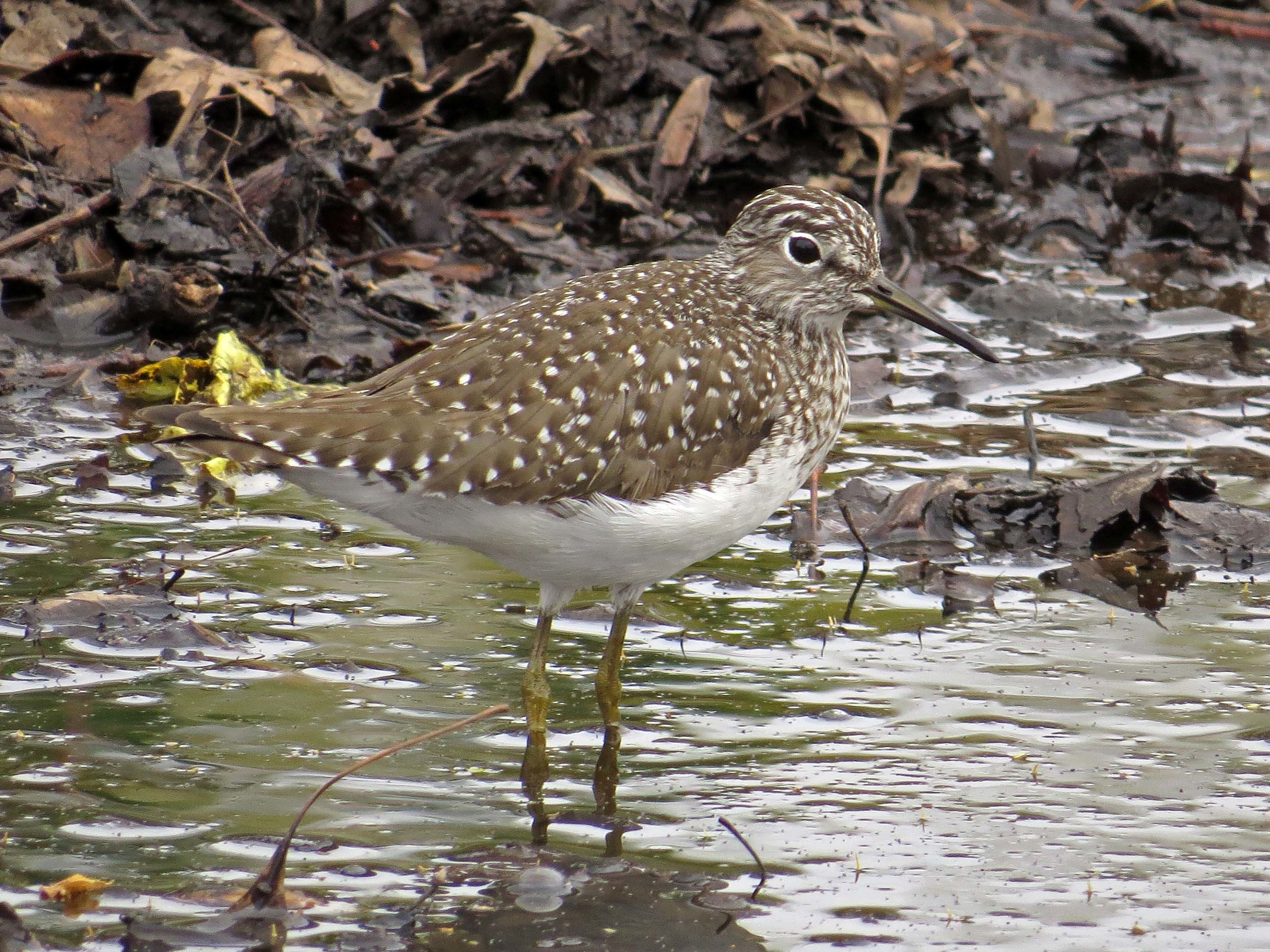 Solitary Sandpipers 1500 4-27-2017 110P.jpg