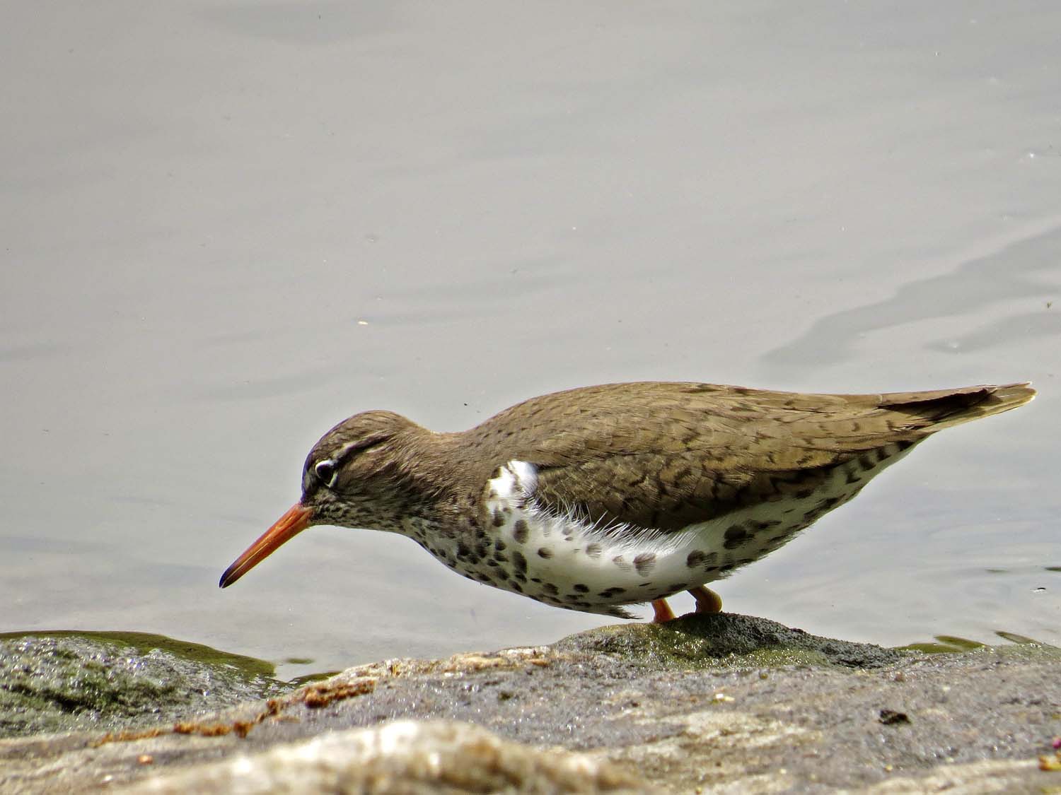 Spotted Sandpiper 1500 5-1-2017 042P.jpg