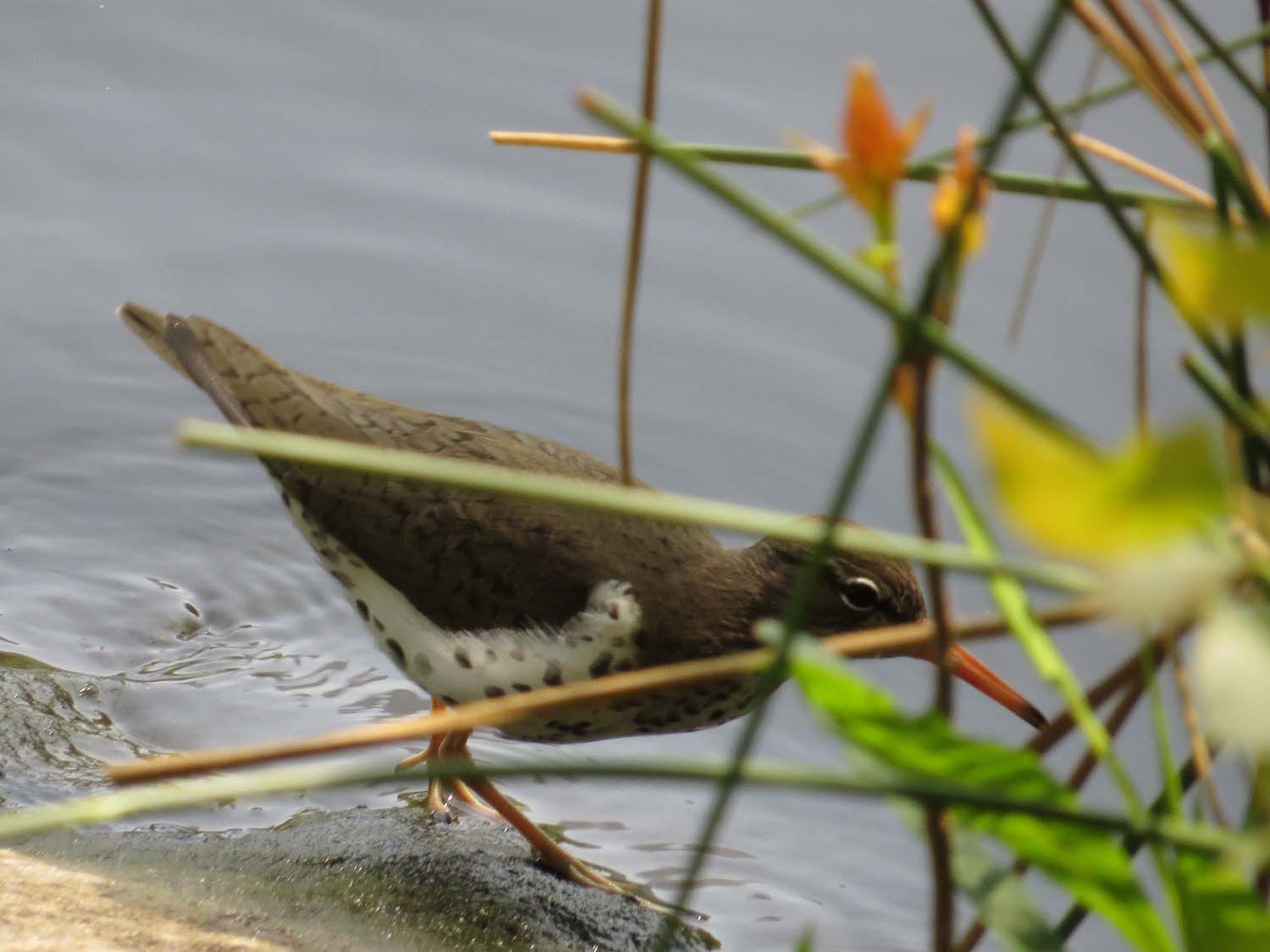 Spotted Sandpiper 1500 5-1-2017 070P.jpg