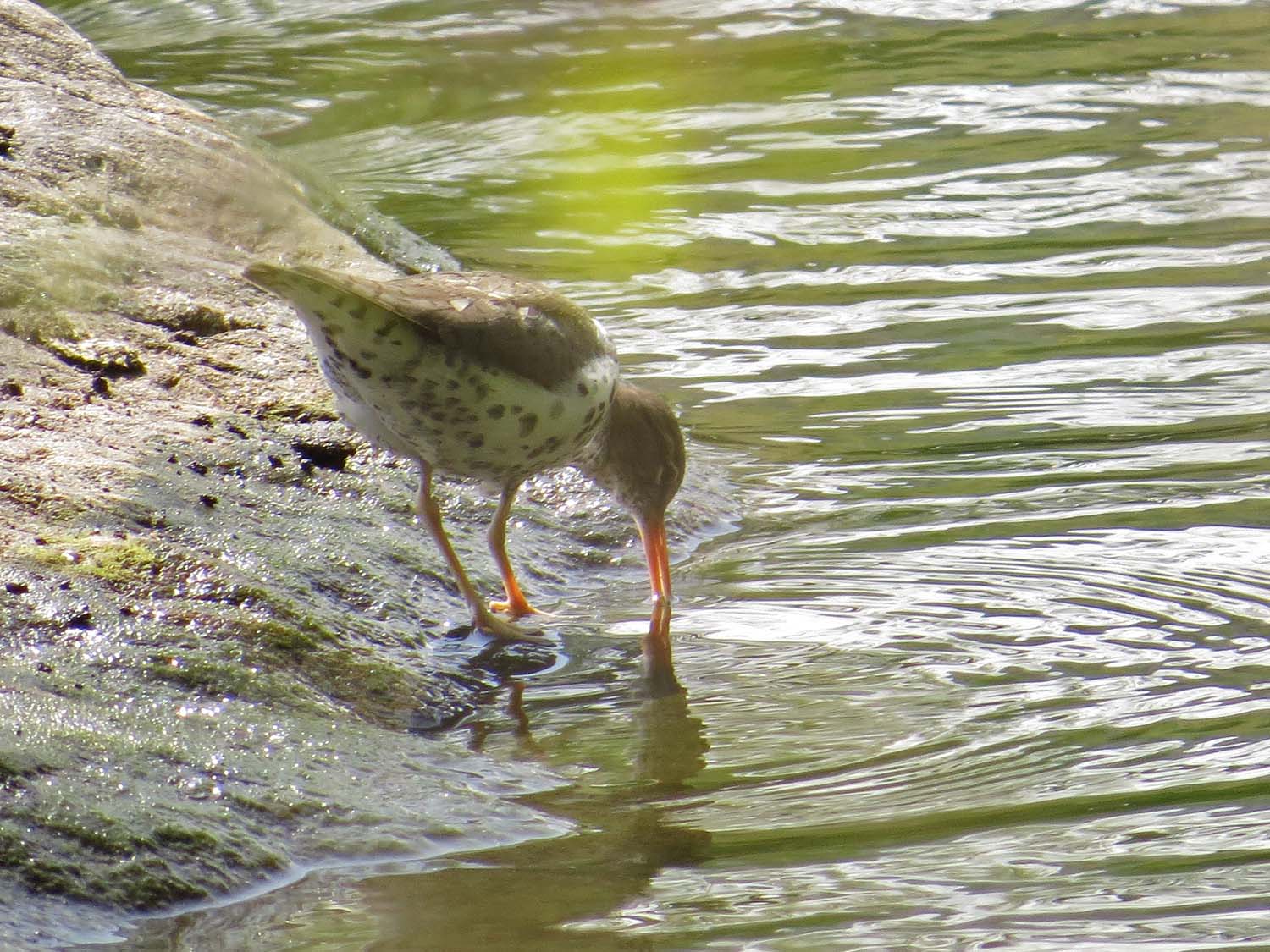 Spotted Sandpiper 1500 5-1-2017 076P.jpg