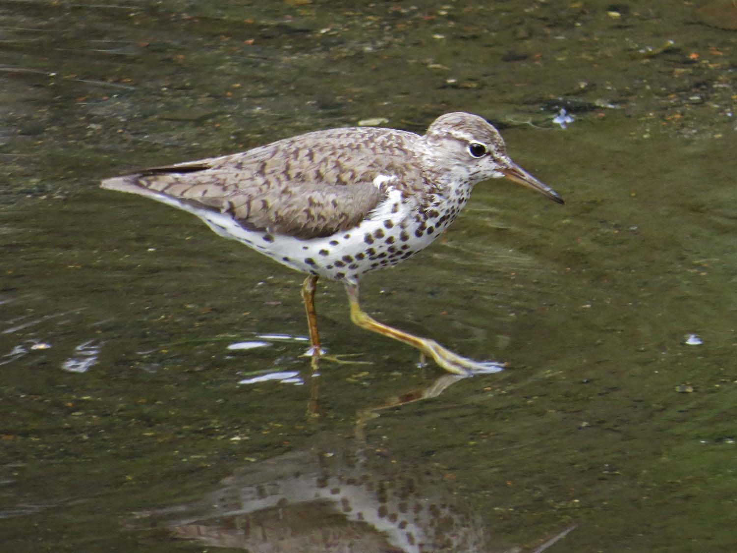 Spotted Sandpiper 1500 7-29-2014 780P.jpg