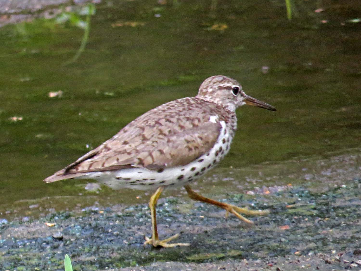 Spotted Sandpiper 1500 7-29-2014 784P.jpg