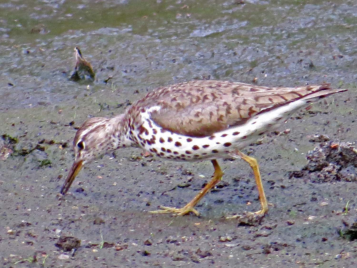 Spotted Sandpiper 1500 7-29-2014 790P.jpg