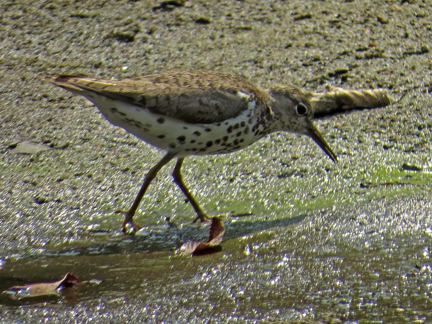 Spotted Sandpiper 1500 7-31-2014 053P.jpg