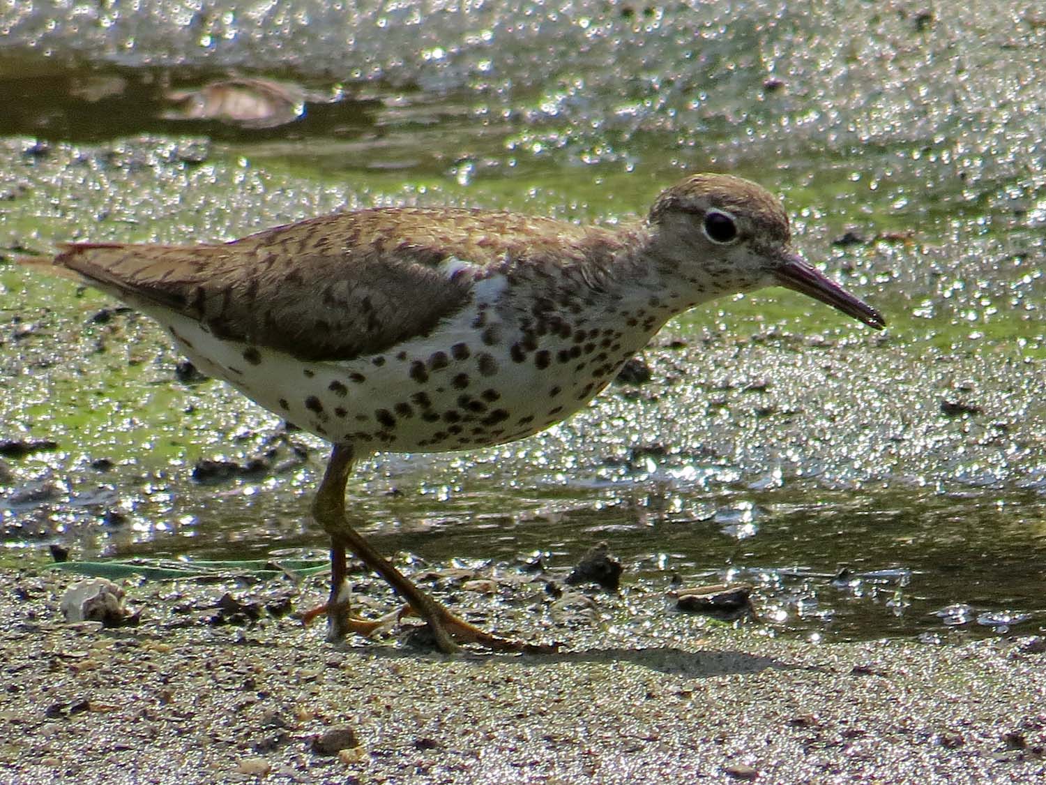 Spotted Sandpiper 1500 7-31-2014 055P.jpg