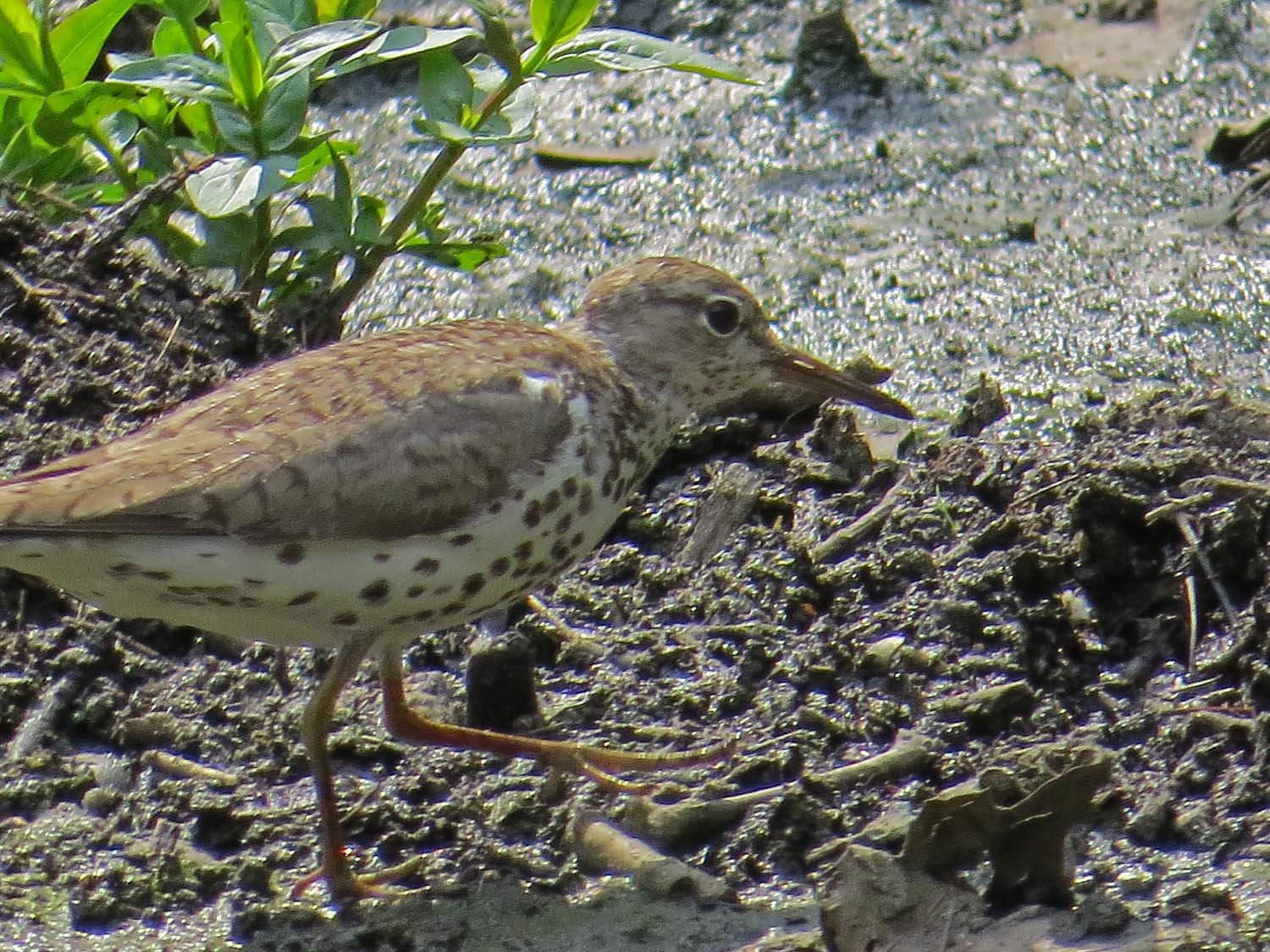 Spotted Sandpiper 1500 7-31-2014 057P.jpg