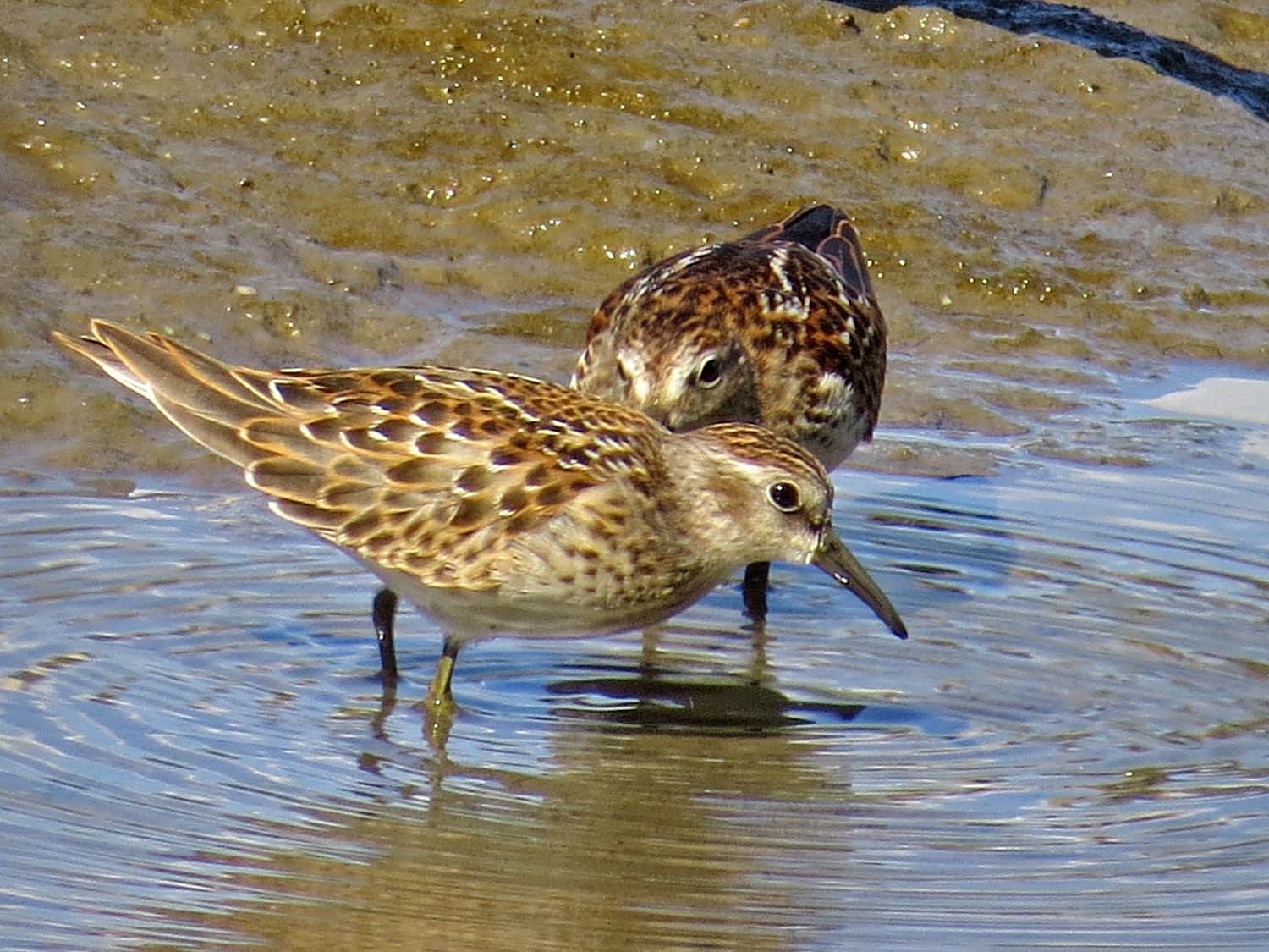 Least sandpipers 1500 8-13-2015 136P.jpg