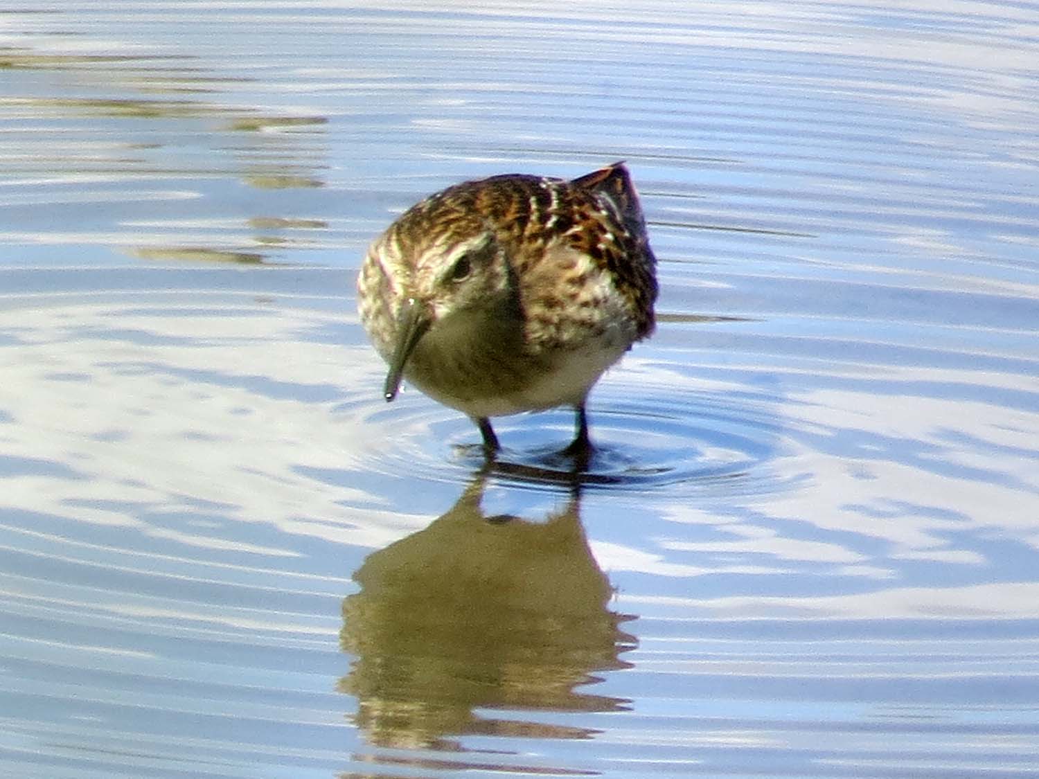 Least sandpipers 1500 8-13-2015 141P.jpg