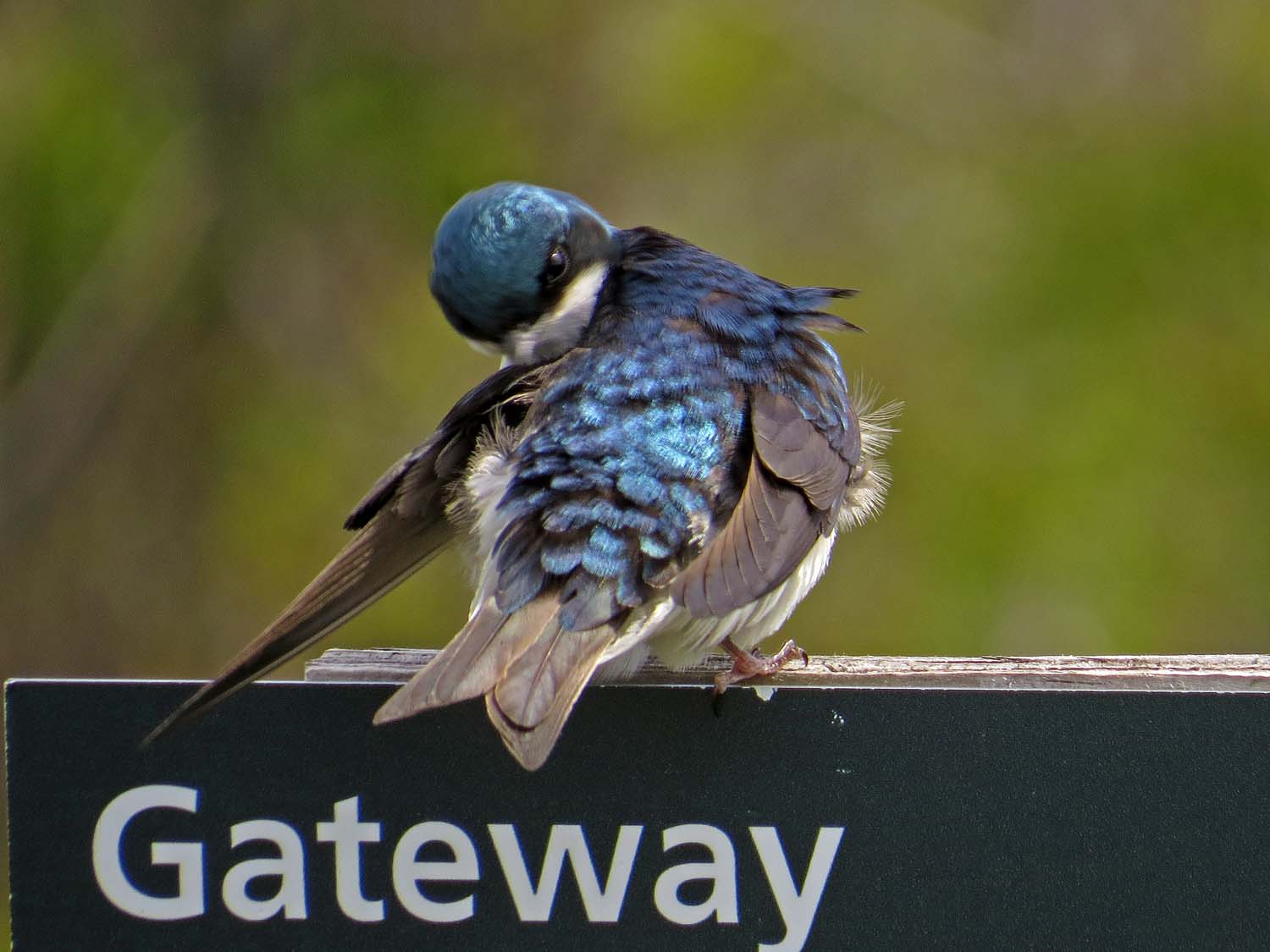 tree swallow 1500 5-16-2017 250P.jpg