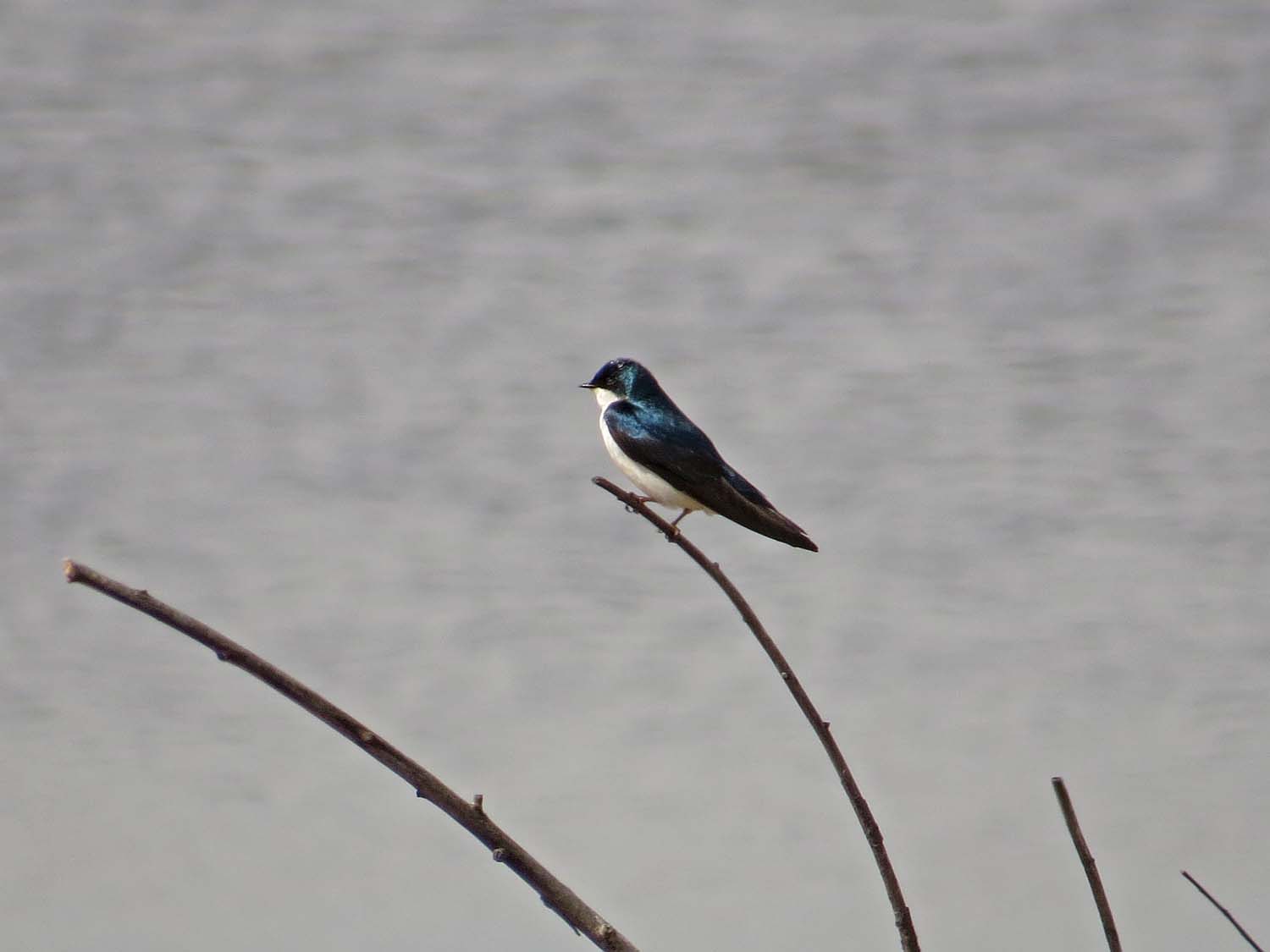 tree swallow 1500 5-16-2017 378P.jpg