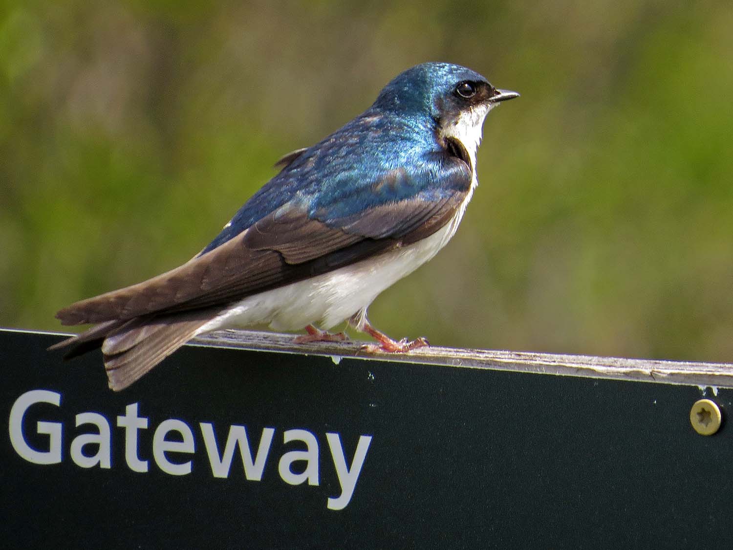 tree swallow 1500 5-16-2017 260P.jpg