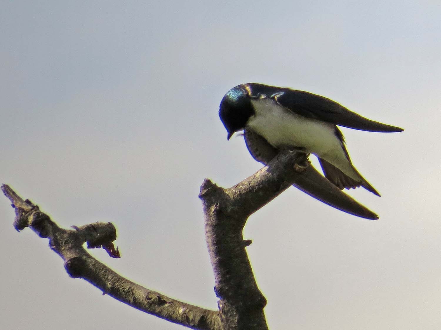 tree swallow 1500 5-16-2017 392P.jpg