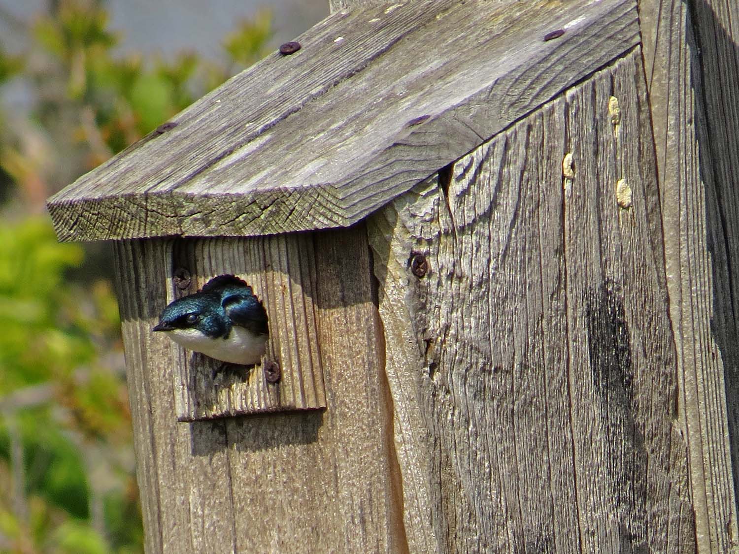 Tree Swallow 1500 5-16-2017 388P.jpg