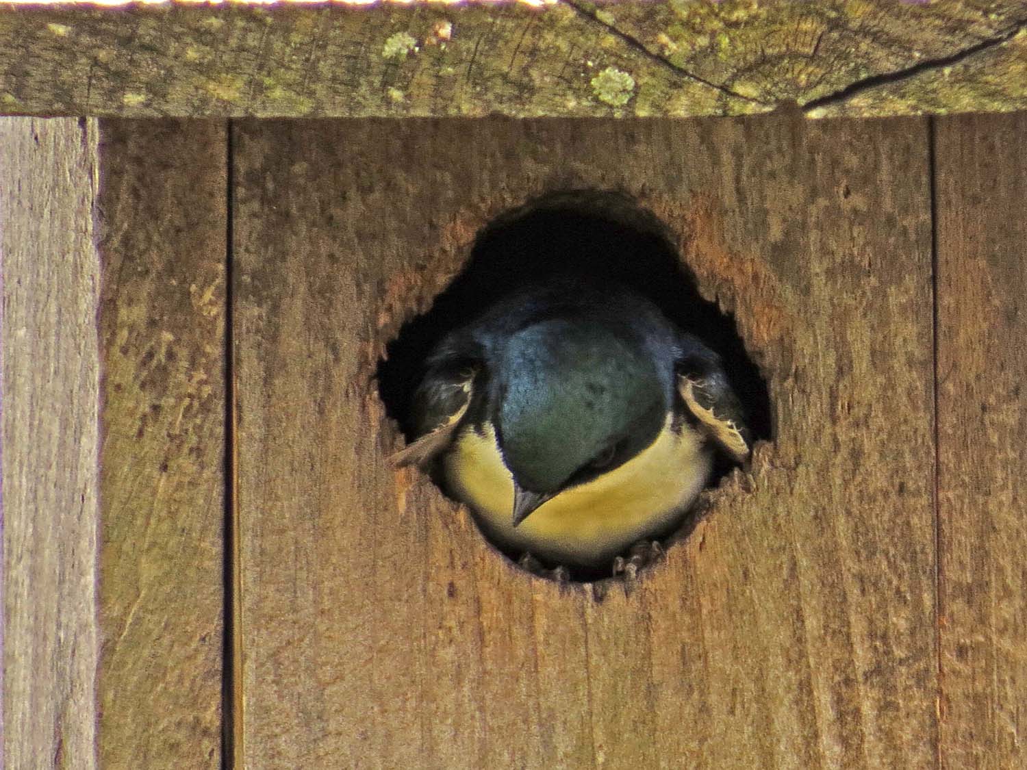 Tree Swallow 1500 5-16-2017 221P.jpg