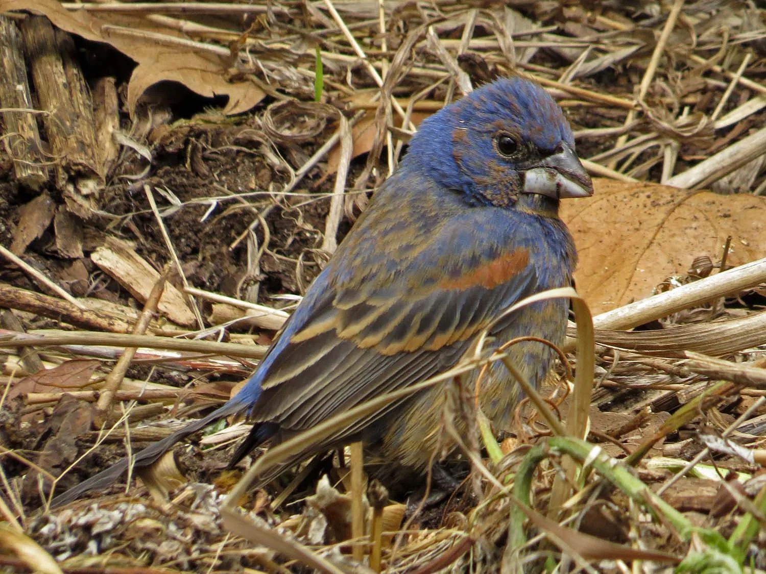 Blue grosbeak, Battery Park, May 11, 2017