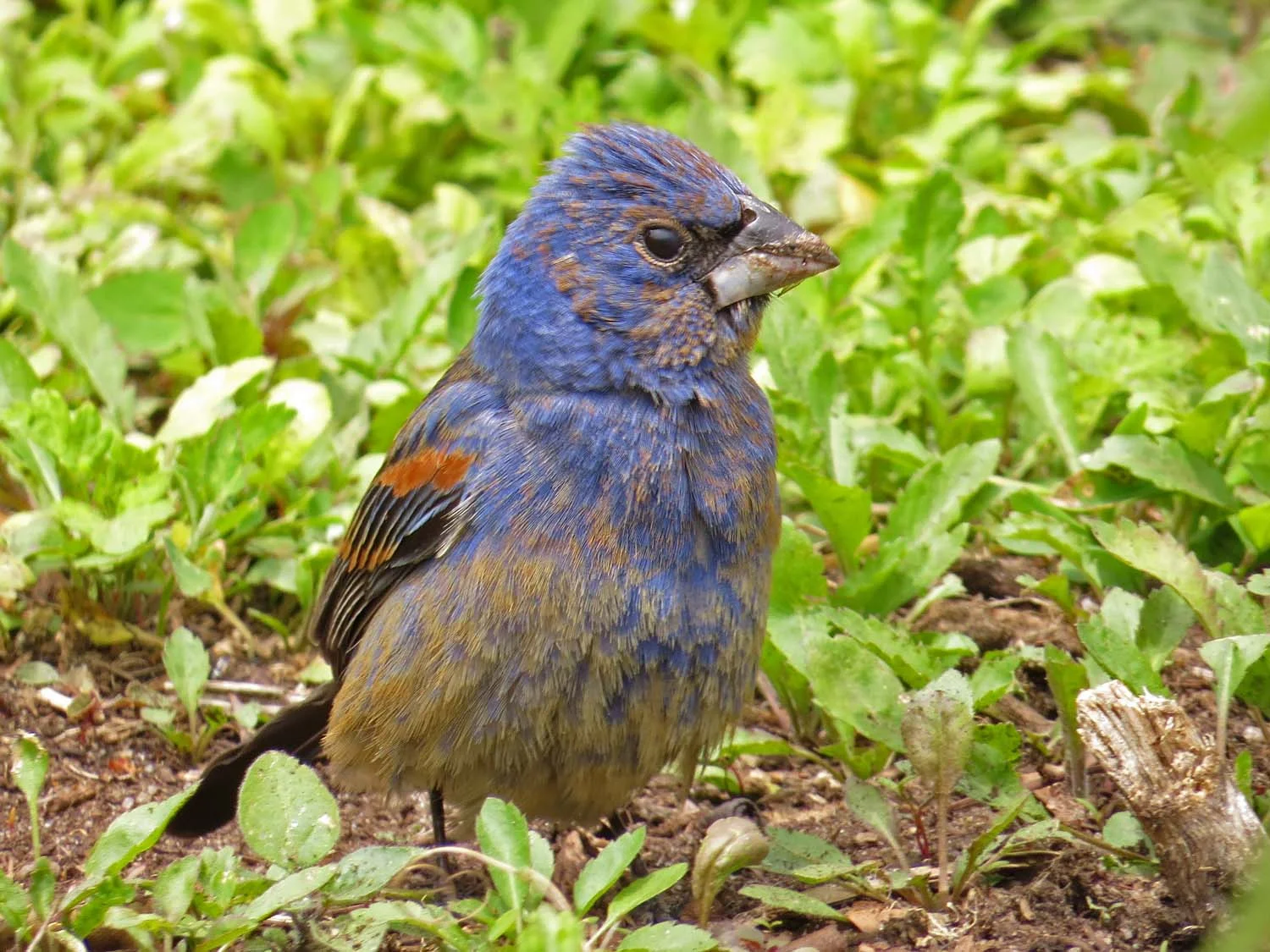 Blue grosbeak, Battery Park, May 11, 2017