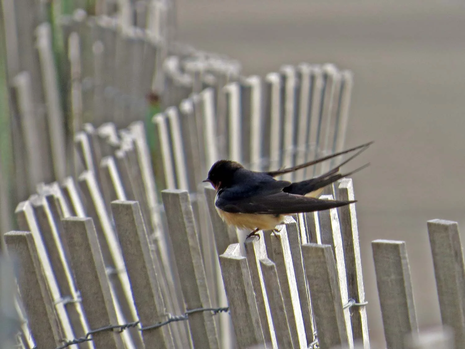 Barn swallow, Governors Island, May 12, 2017