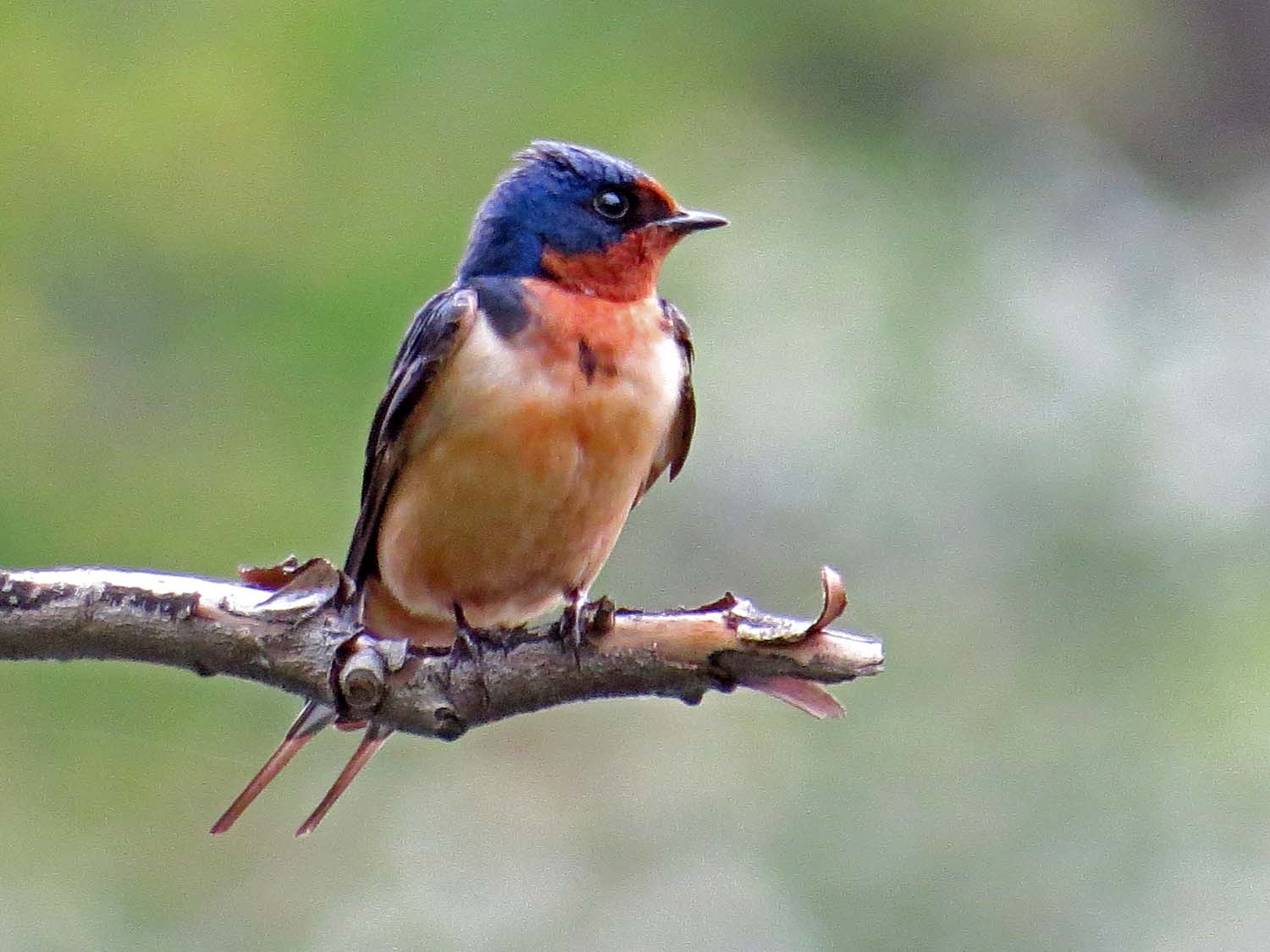 Barn Swallow 1500 5-6-2015 033P.jpg