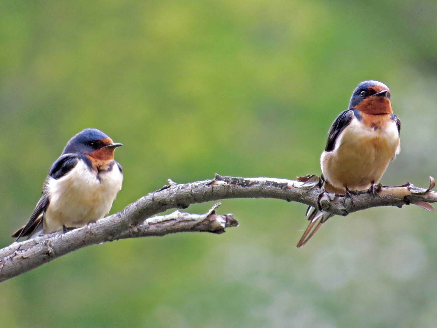 Barn Swallow 1500 5-6-2015 039P.jpg