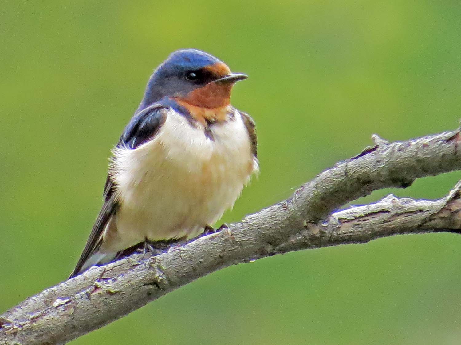 Barn Swallow 1500 5-6-2015 043P.jpg