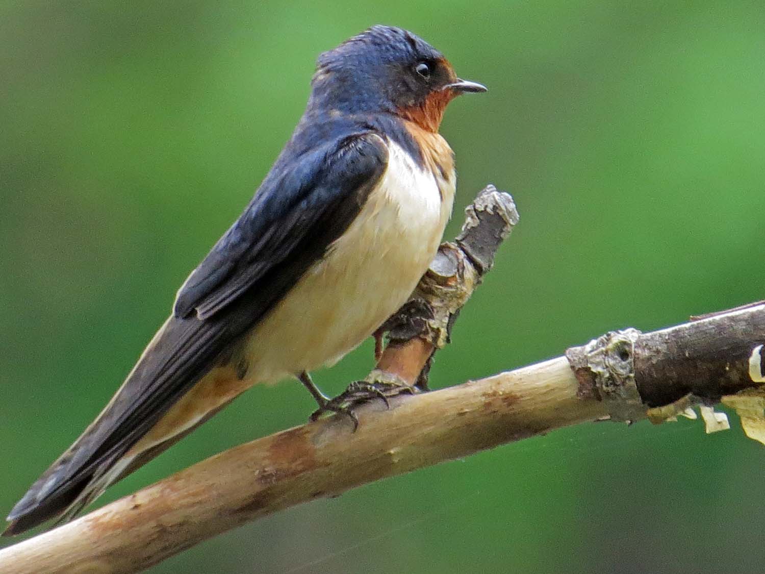 Barn Swallow 1500 5-6-2015 067P.jpg