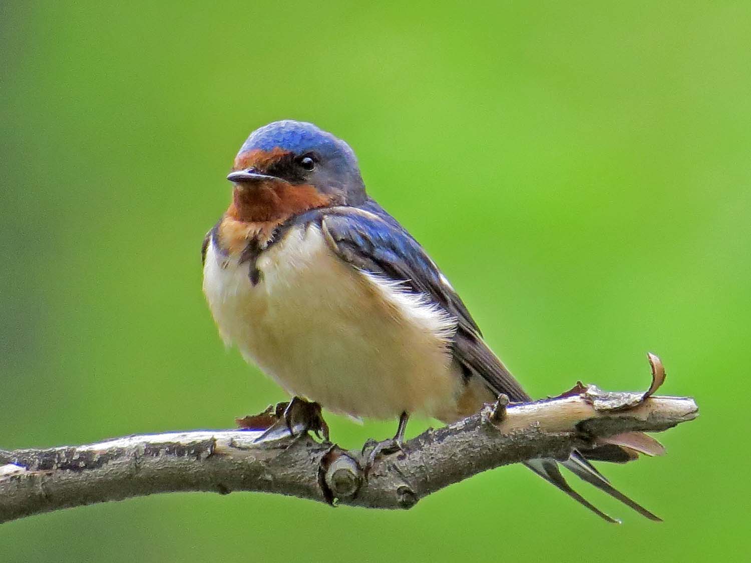 Barn Swallow 1500 5-6-2015 081P.jpg