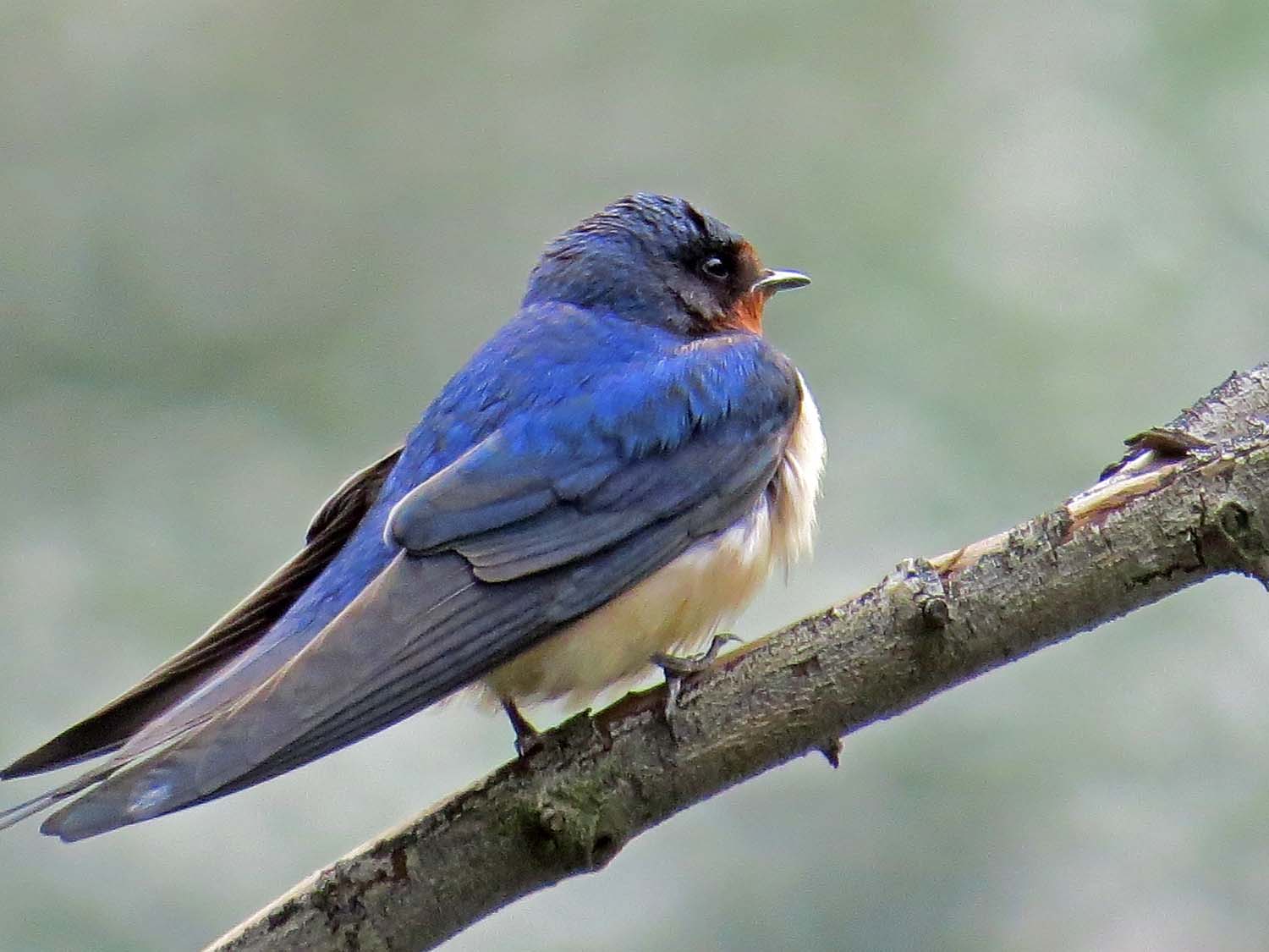 Barn Swallow 1500 5-6-2015 090P.jpg