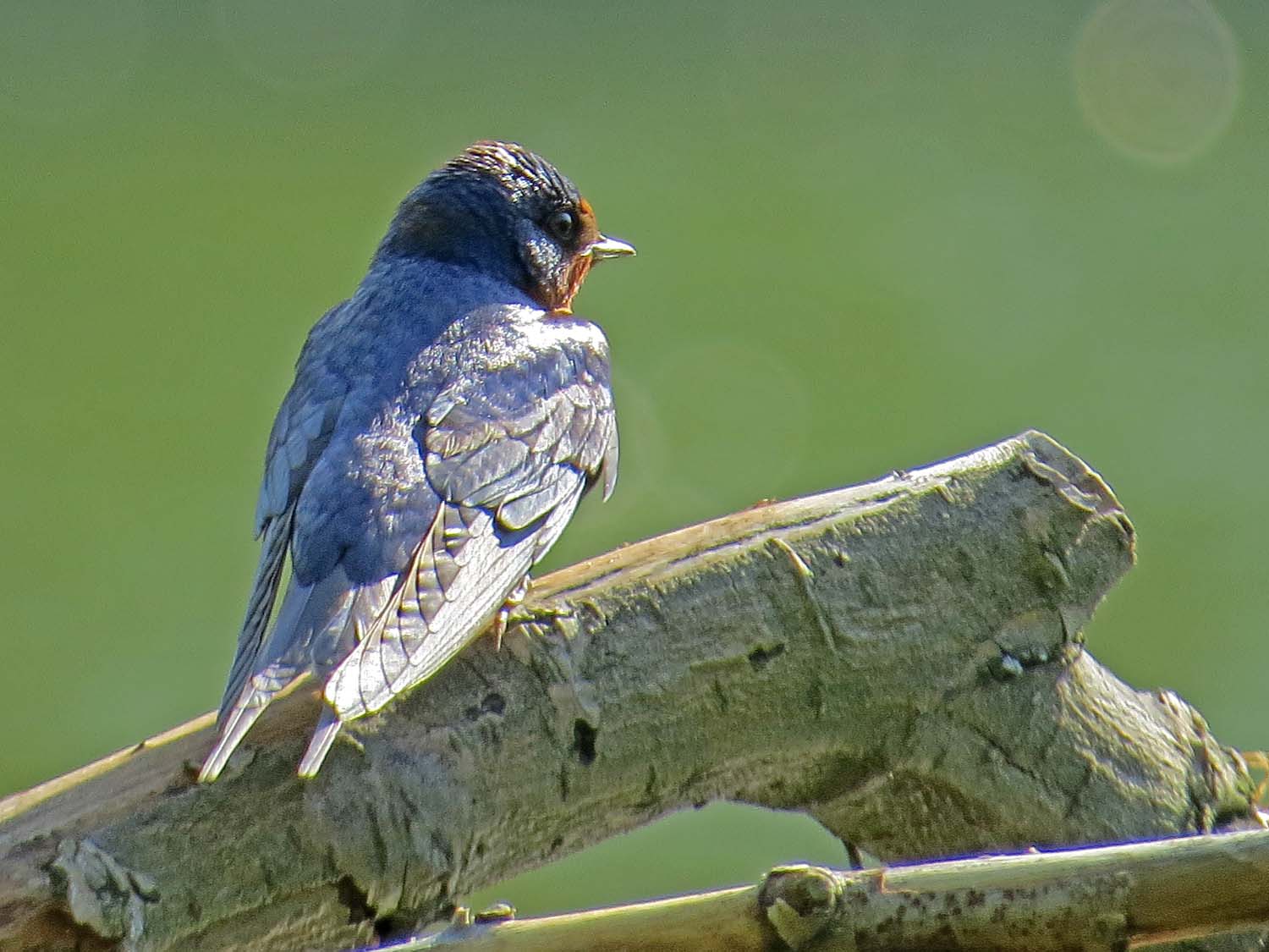 Barn Swallow 1500 5-8-2015 043P.jpg