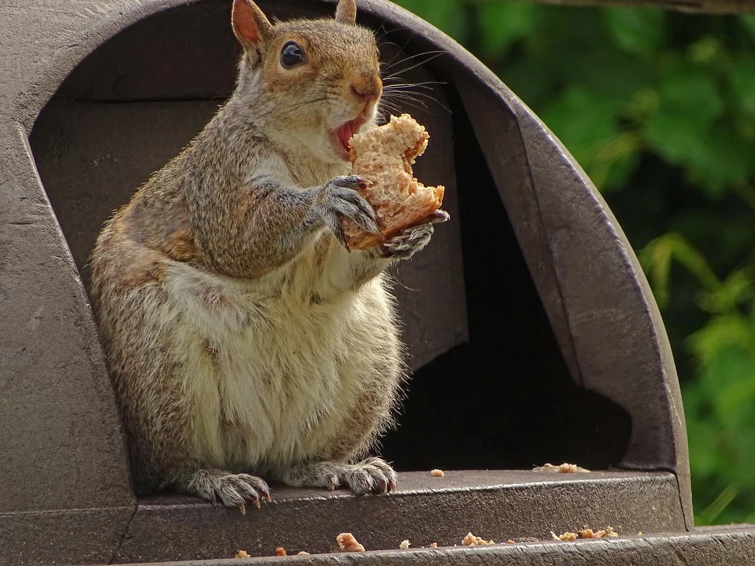 Kanga, a gray squirrel dining on the gourmet offerings at Jamaica Bay Wildlife Refuge, May 24