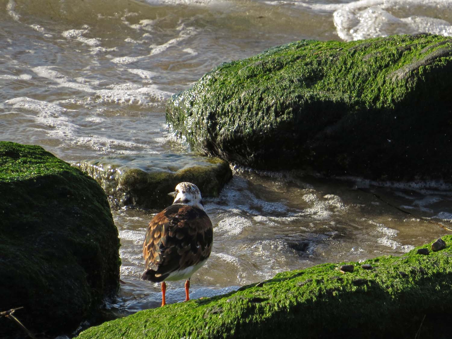 Turnstone 1500 5-14-2017 194P.jpg